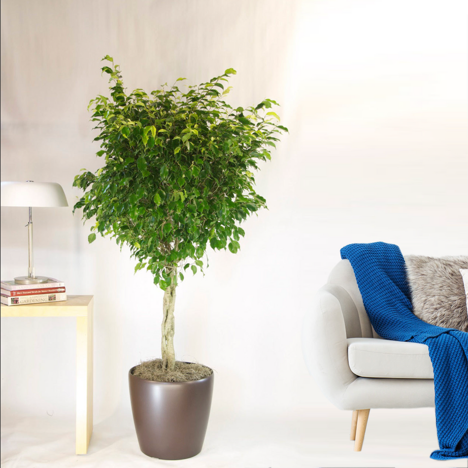 KP-038-Ficus Benjamina | Delivery to Los Angeles Vicinity Only