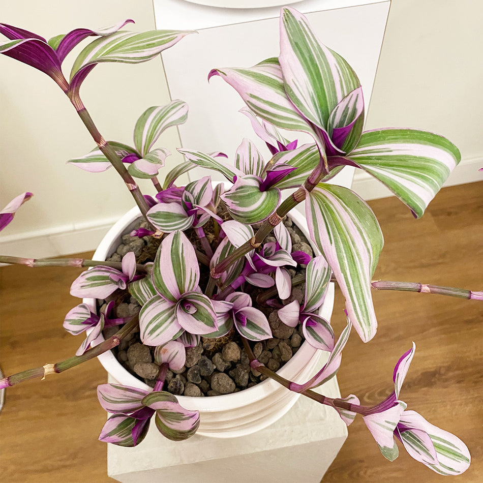 KP-001 Tradescantia Zebrina Indoor Plant | Available only in LA vicinity