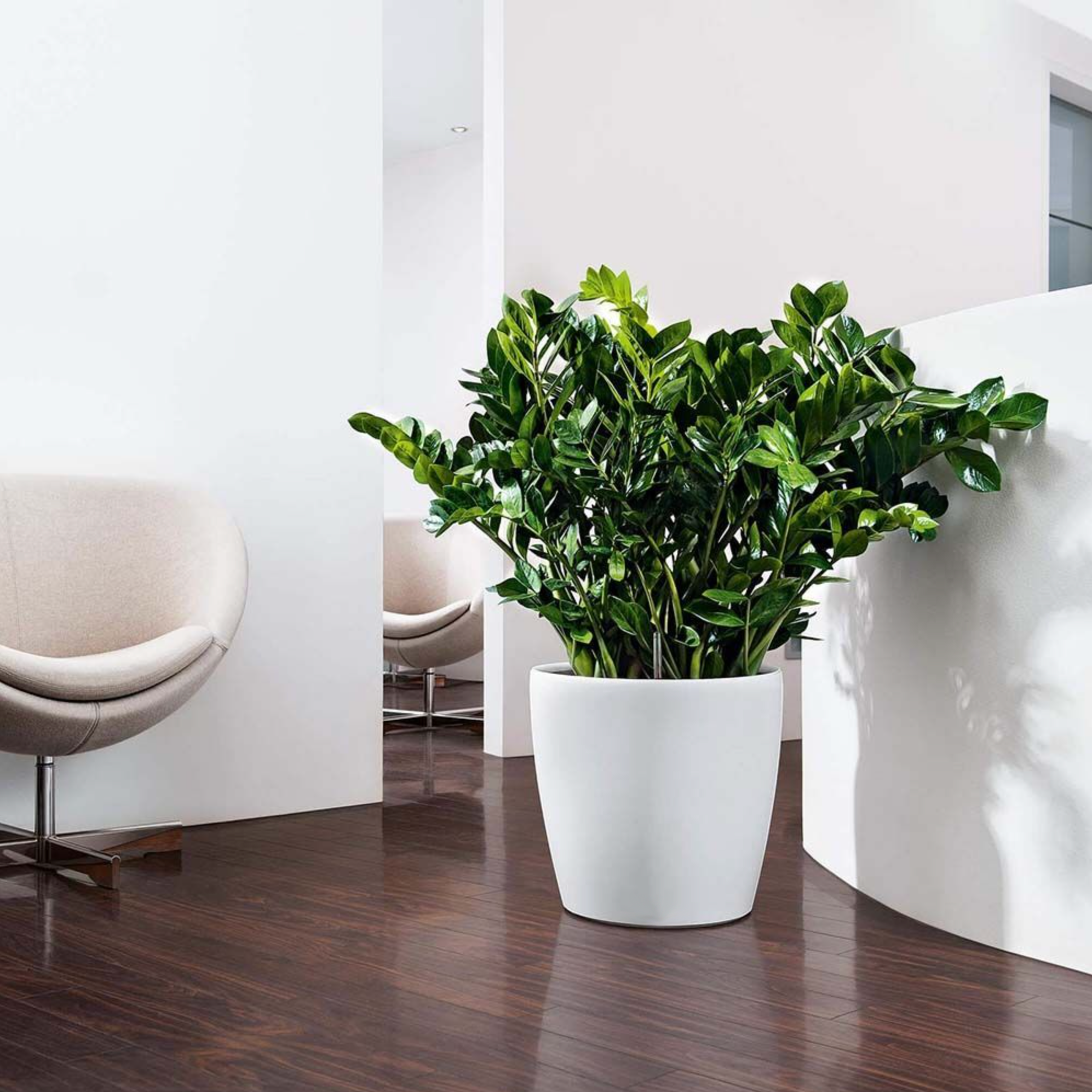 indoor plant delivery los angeles KP-008 ZZ plant