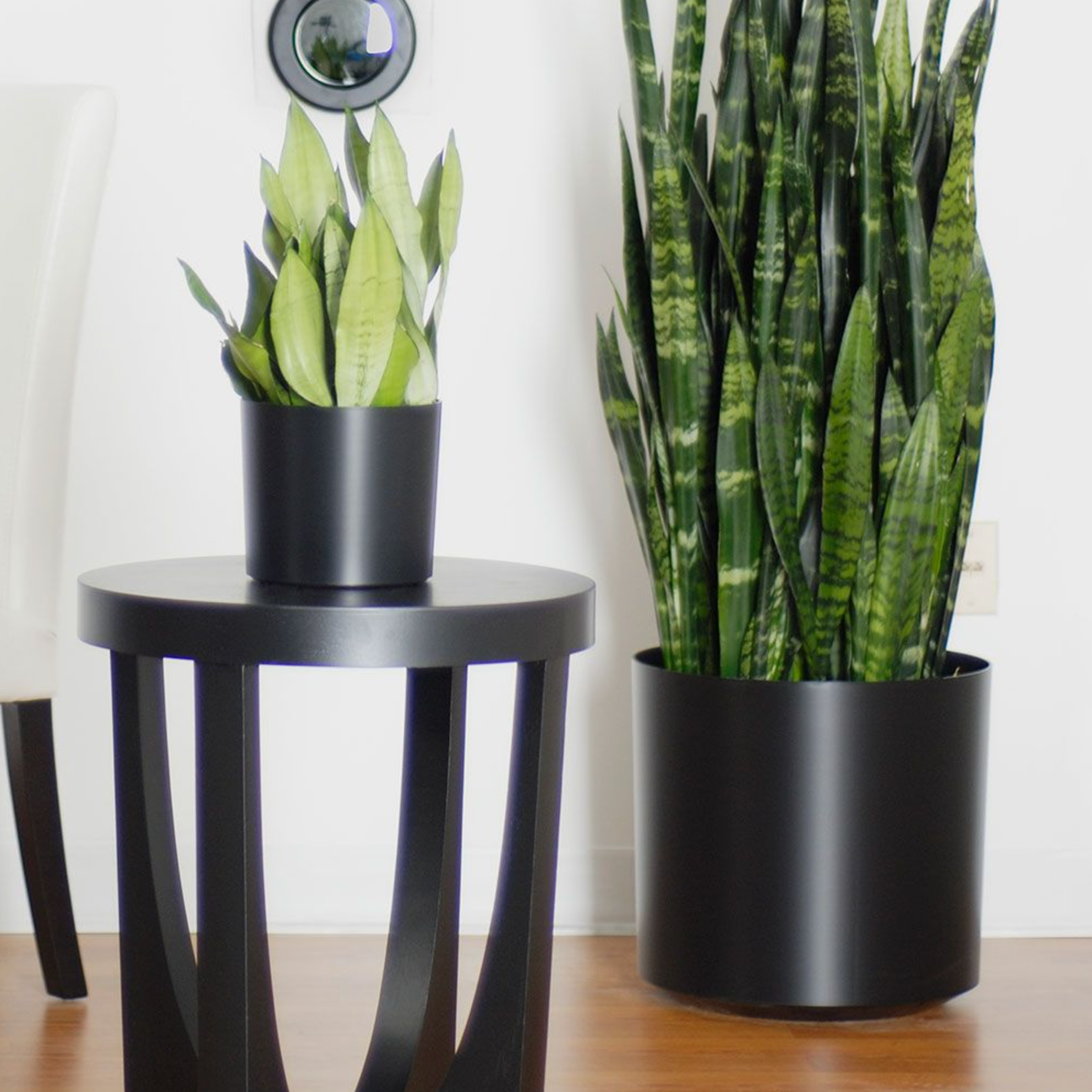 sansevieria delivery KP-010 Sansevieria