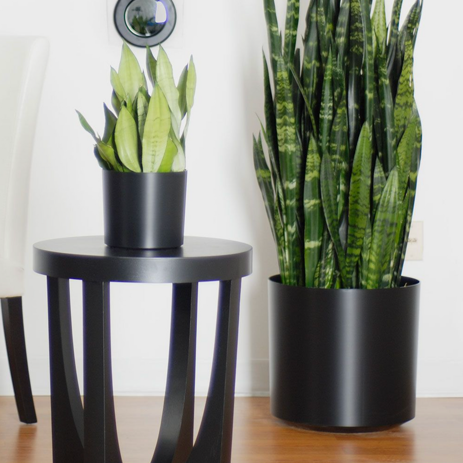 KP-010 Sansevieria | Delivery to Los Angeles Vicinity Only