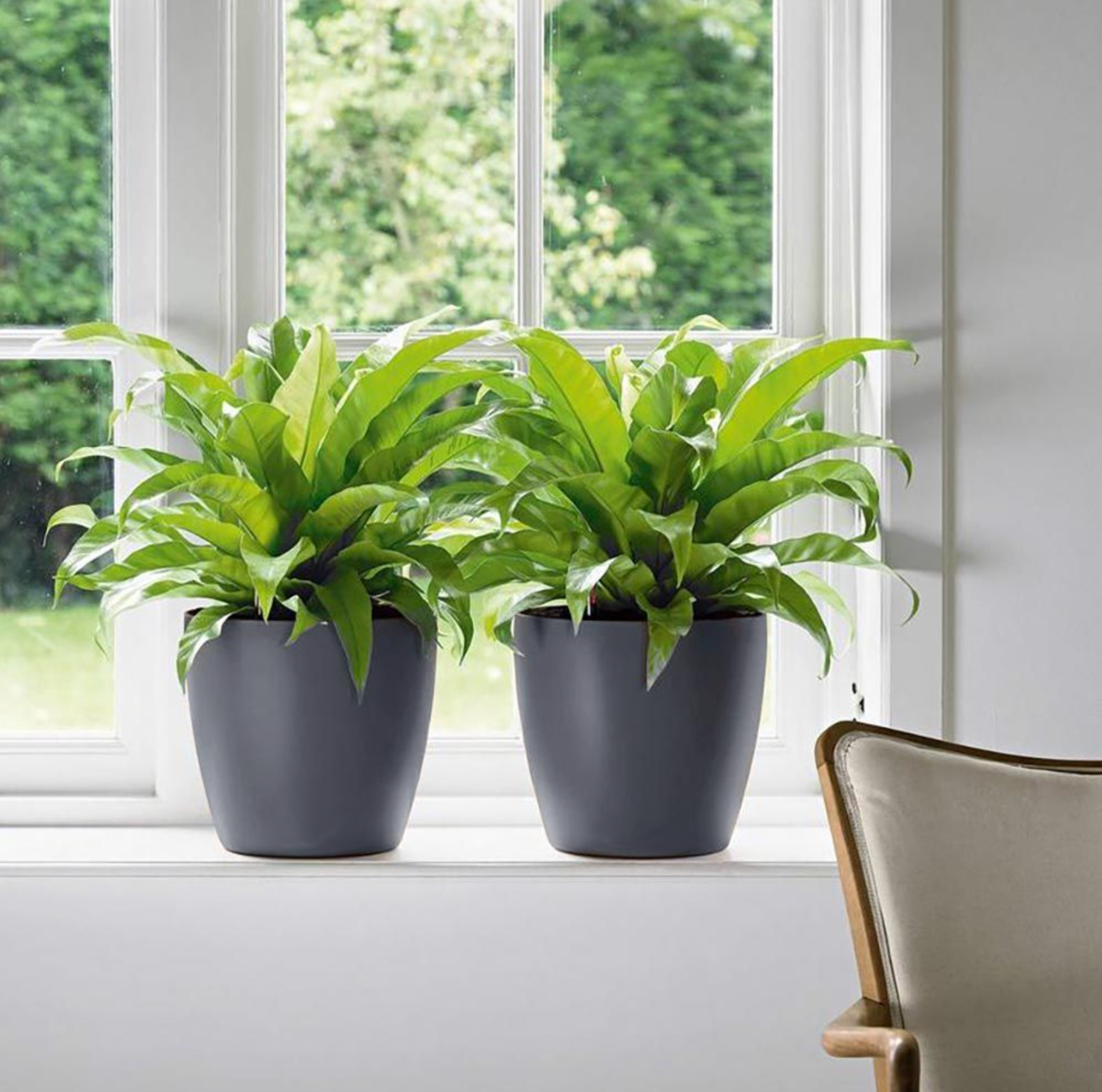 potted plants los angeles KP-017 Janet Craig