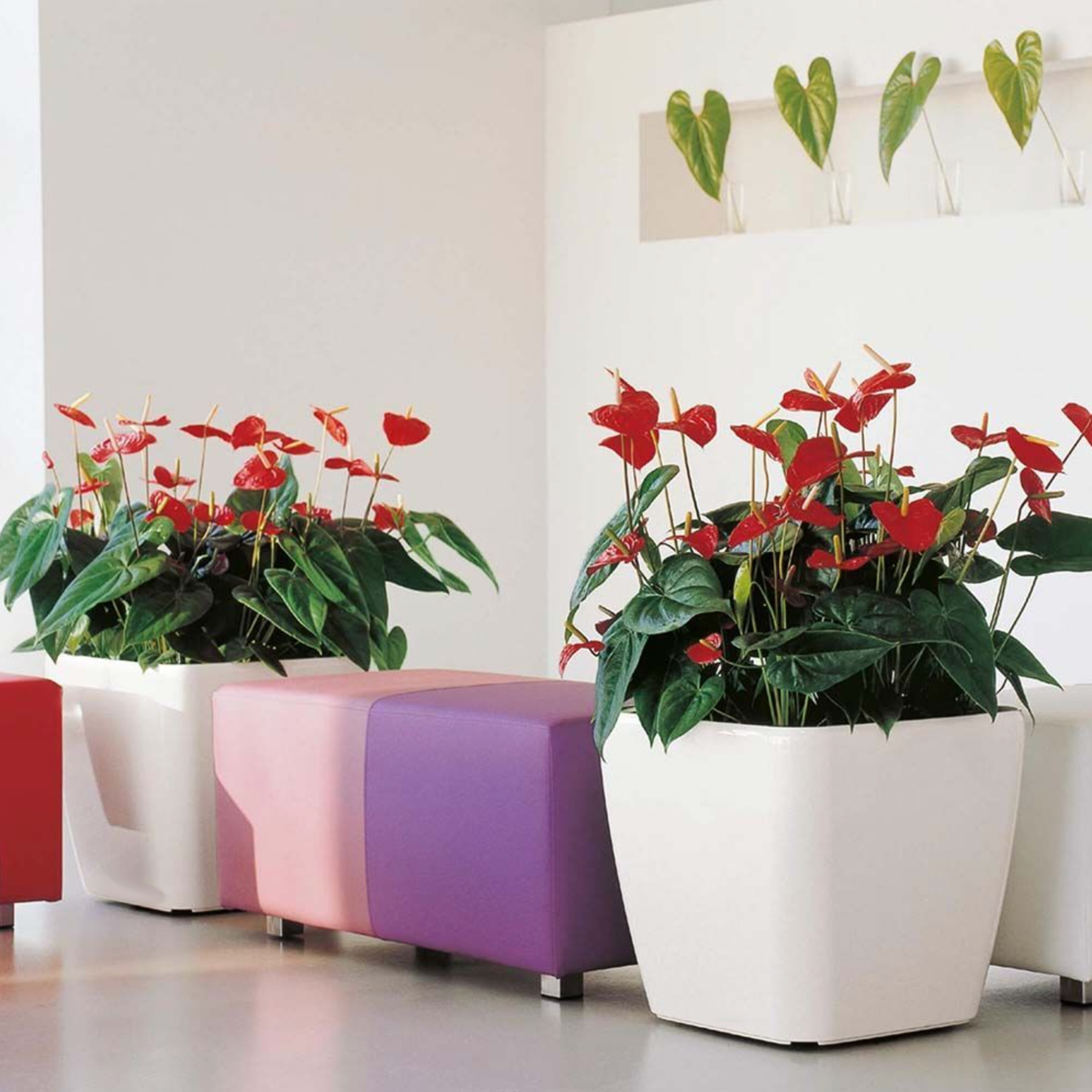anthurium plant co sale KP-020 Anthurium