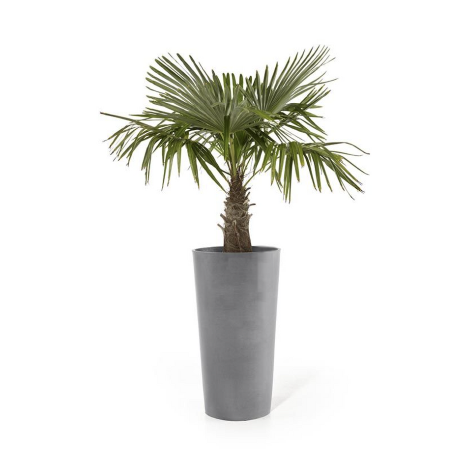 KP-033 Trachycarpus | Delivery to Los Angeles Vicinity Only