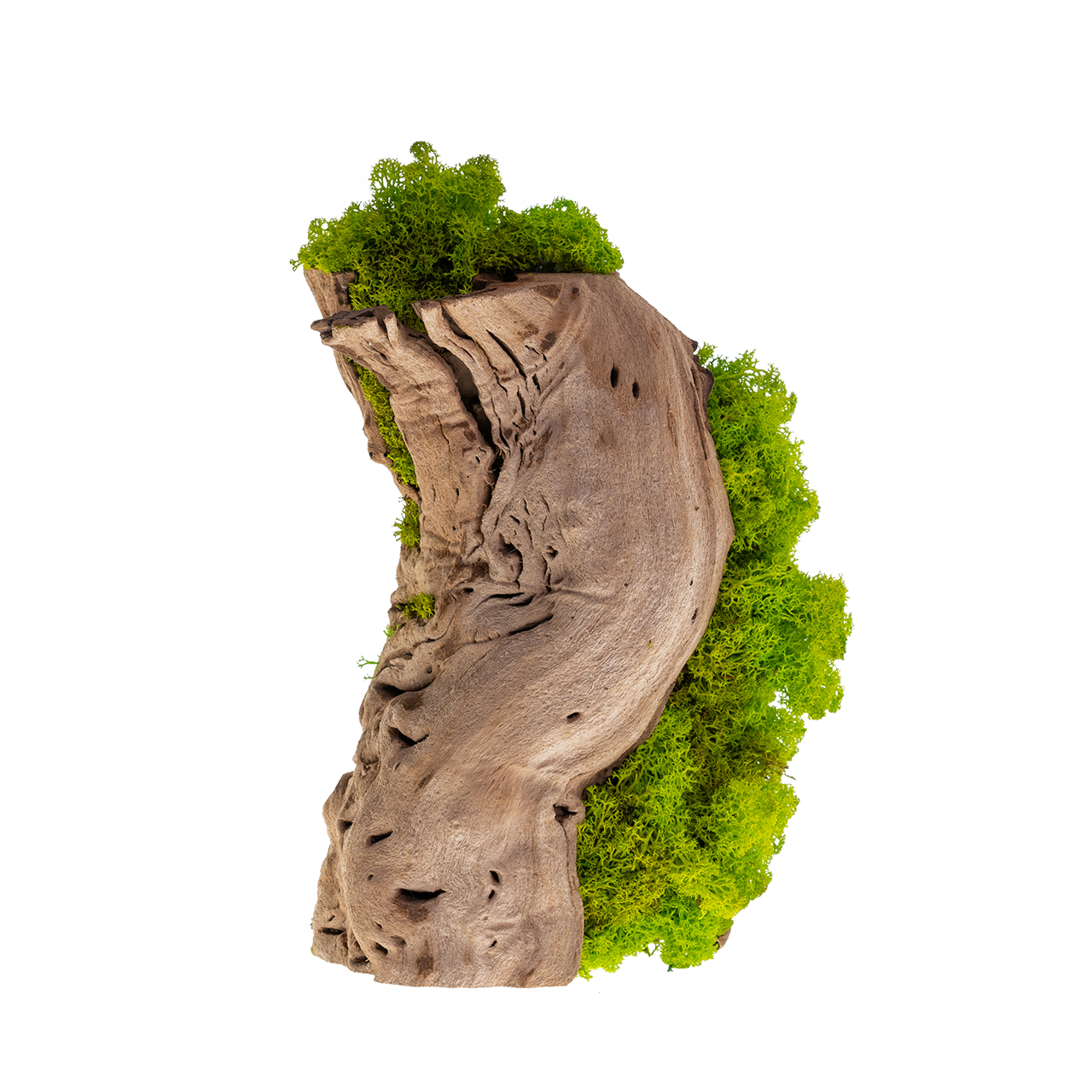 indoor moss plant MP-002 | Moss Plant