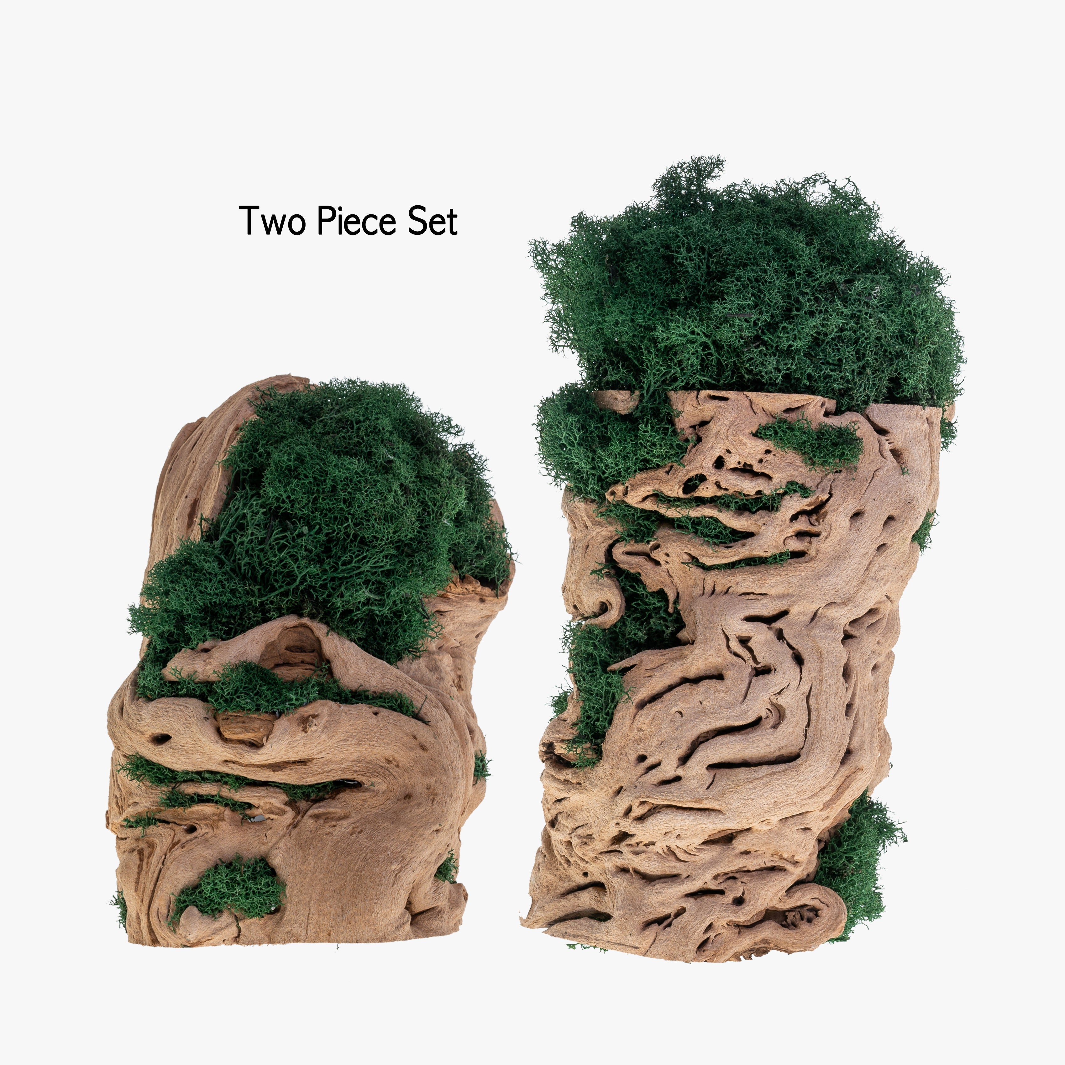 green moss for indoor plants MP-004 | Moss Plant