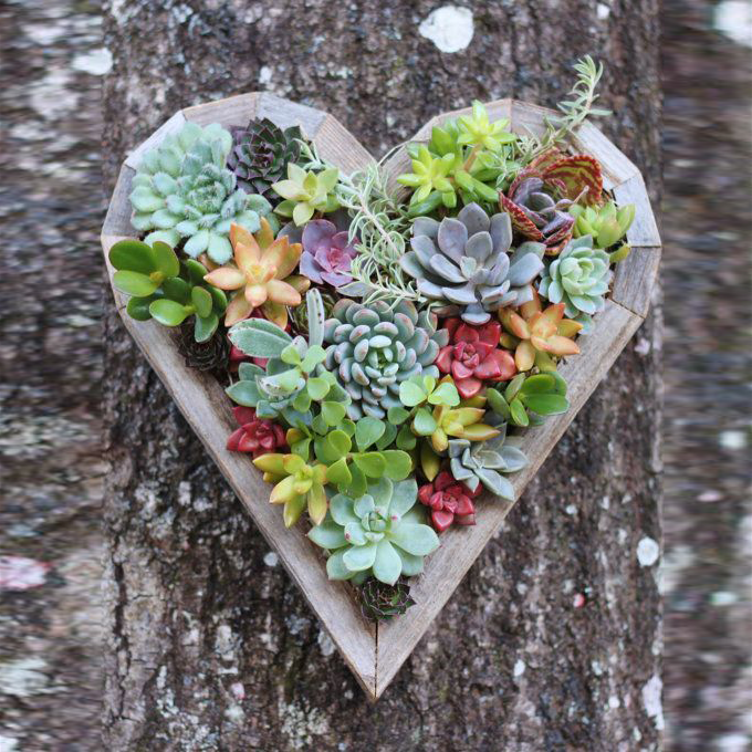 KS-028 Succulent