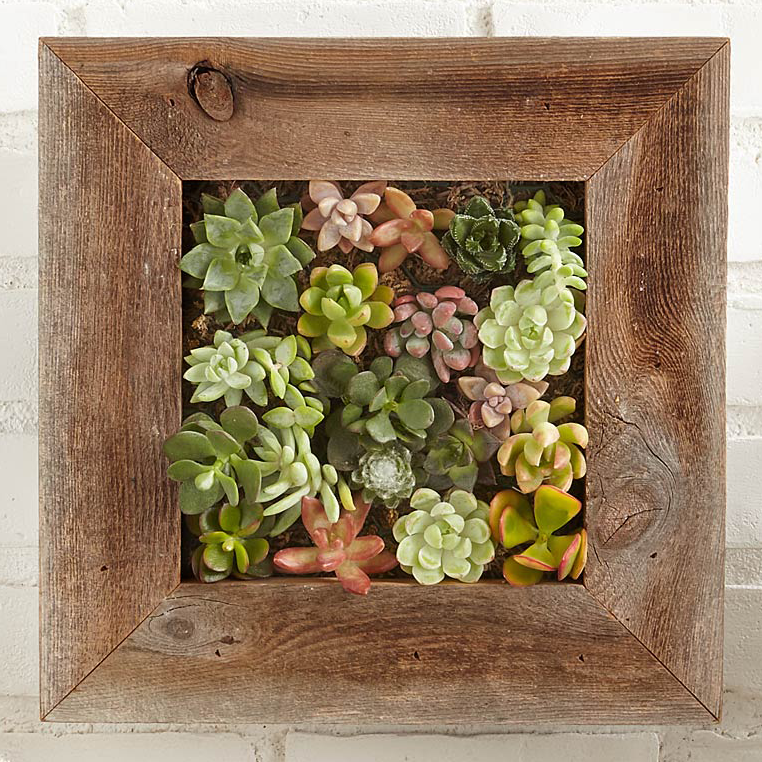 succulent frame planter KS-029 Succulent