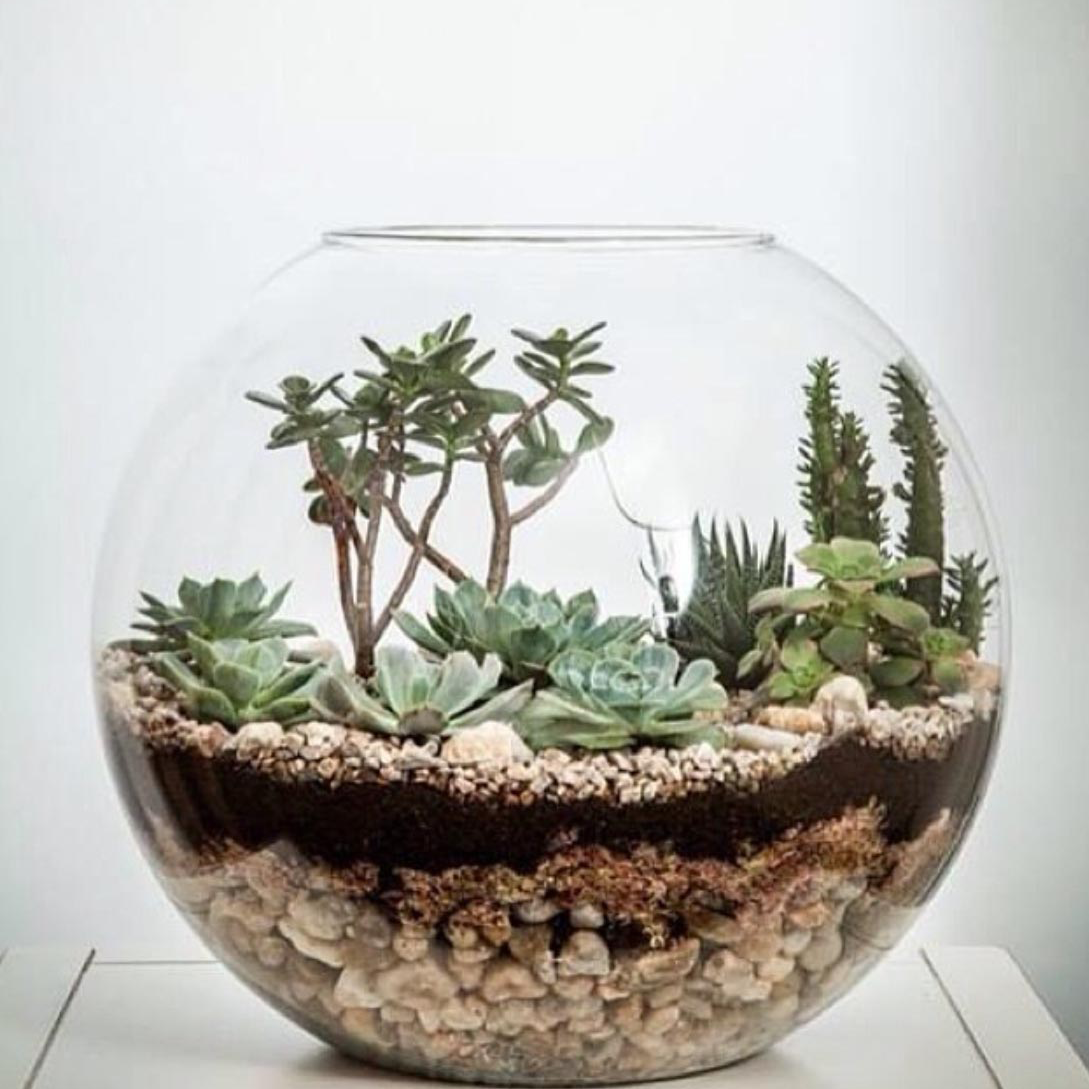 la succulent KS-002 Succulent