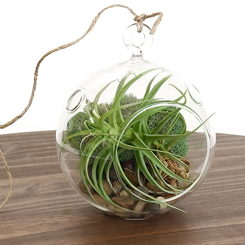 terrarium plants los angeles KS-042 Succulent