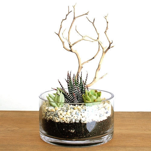 cache succulent solo KS-004 Succulent