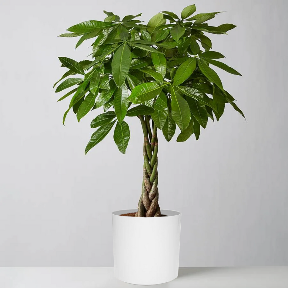 money trees slim k KP-037 Money Tree