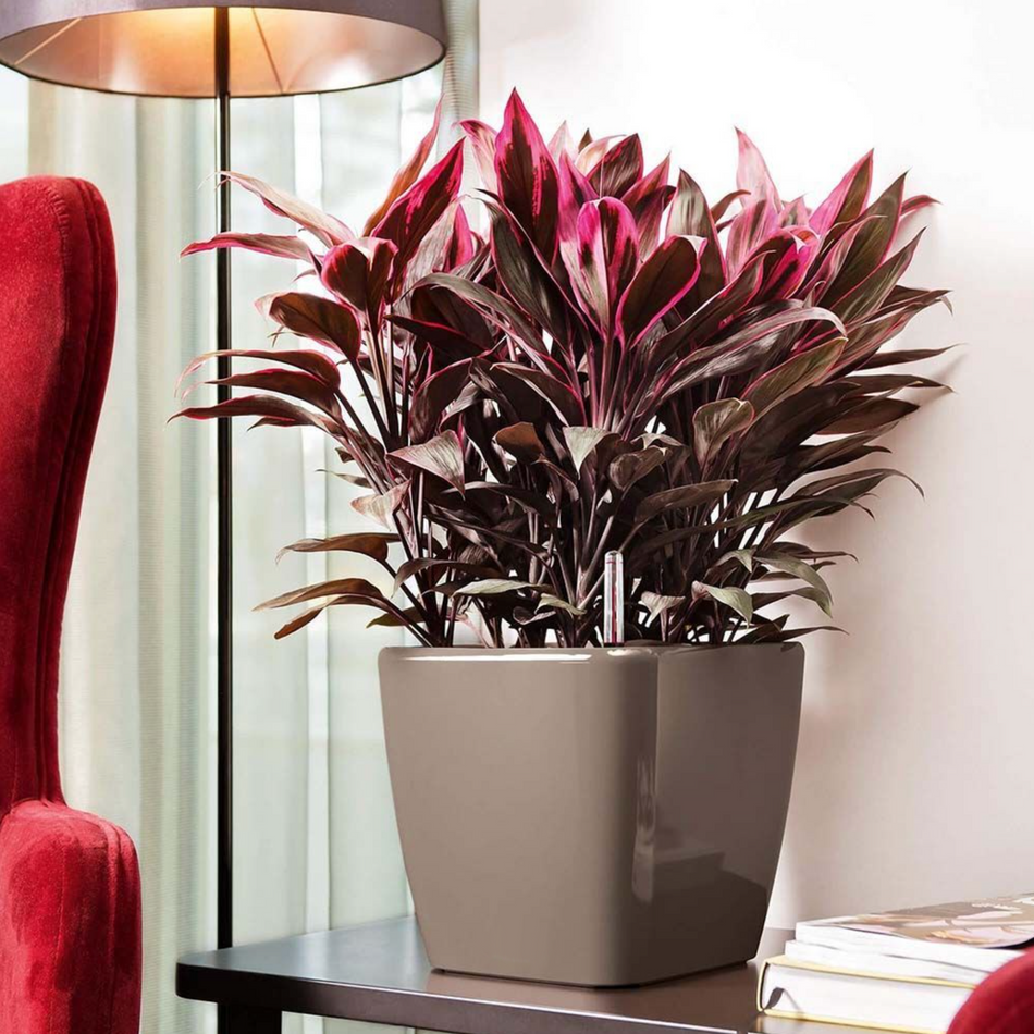 KP-015 Red Aglaonema | Delivery to Los Angeles Vicinity Only