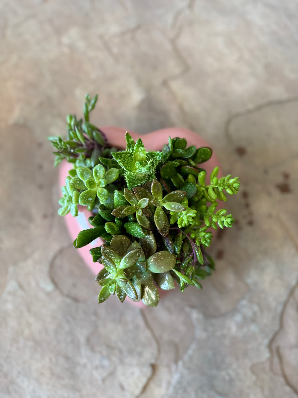 KS-043 Mini Succulent Garden in Heart Pot