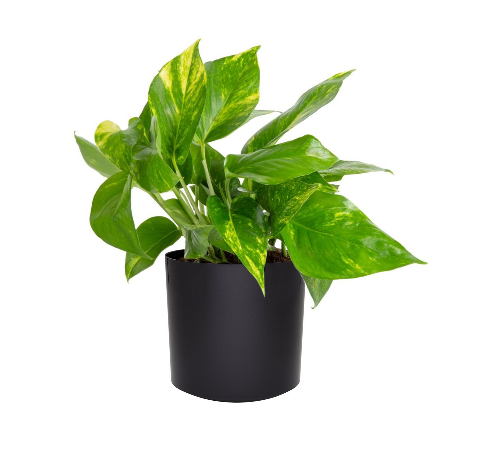 legacies pothos KP-025 Pothos