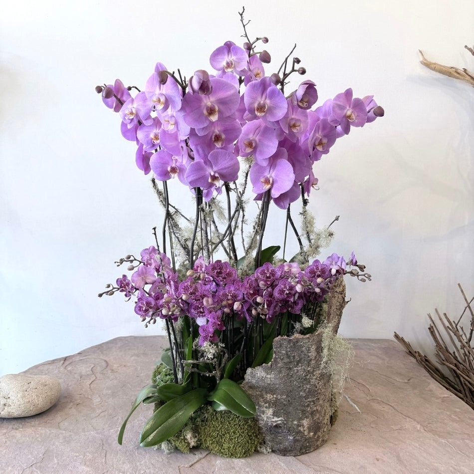 KO-006 | Orchids | Hand-Delivery to Los Angeles Vicinity Only