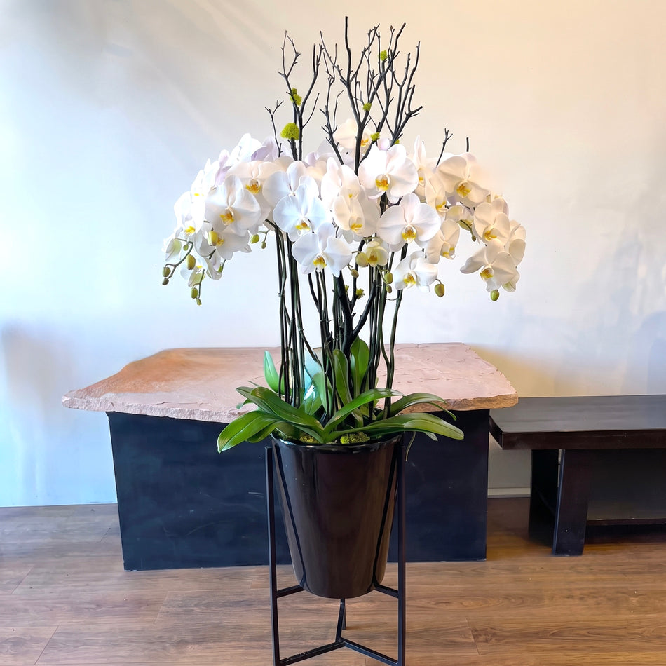 KO-007 | Orchids | Hand-Delivery to Los Angeles Vicinity Only