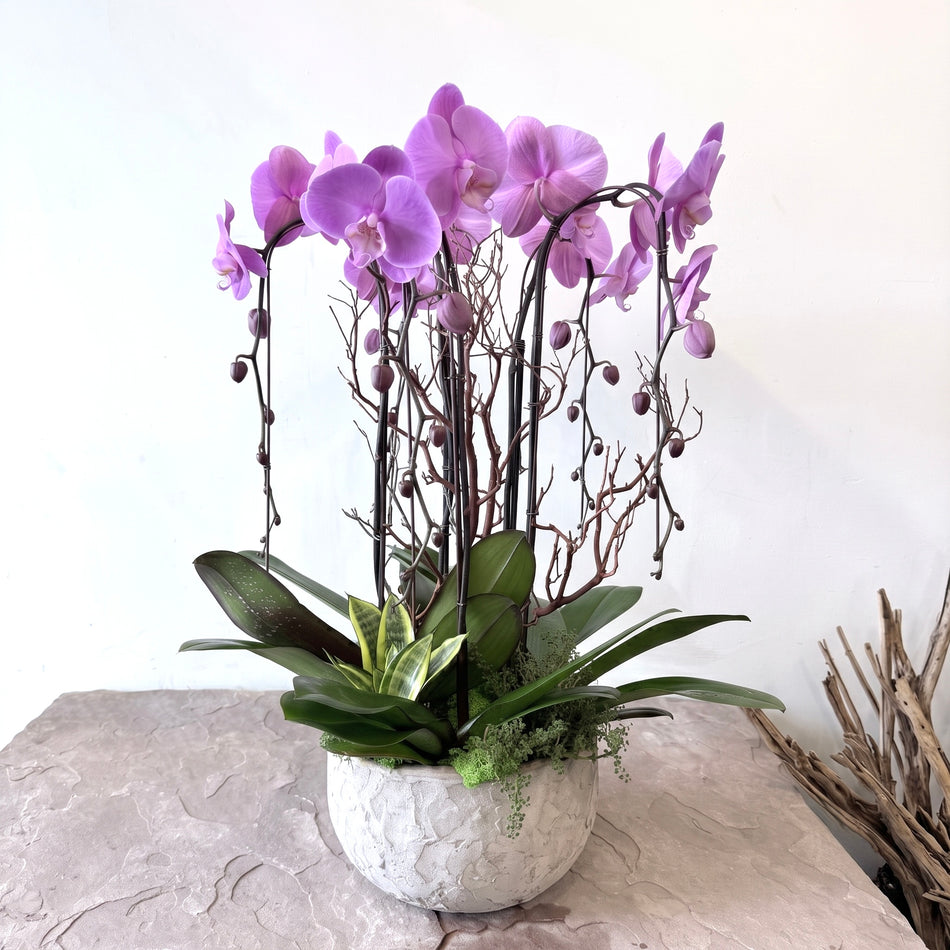 KO-007 | Orchids | Hand-Delivery to Los Angeles Vicinity Only