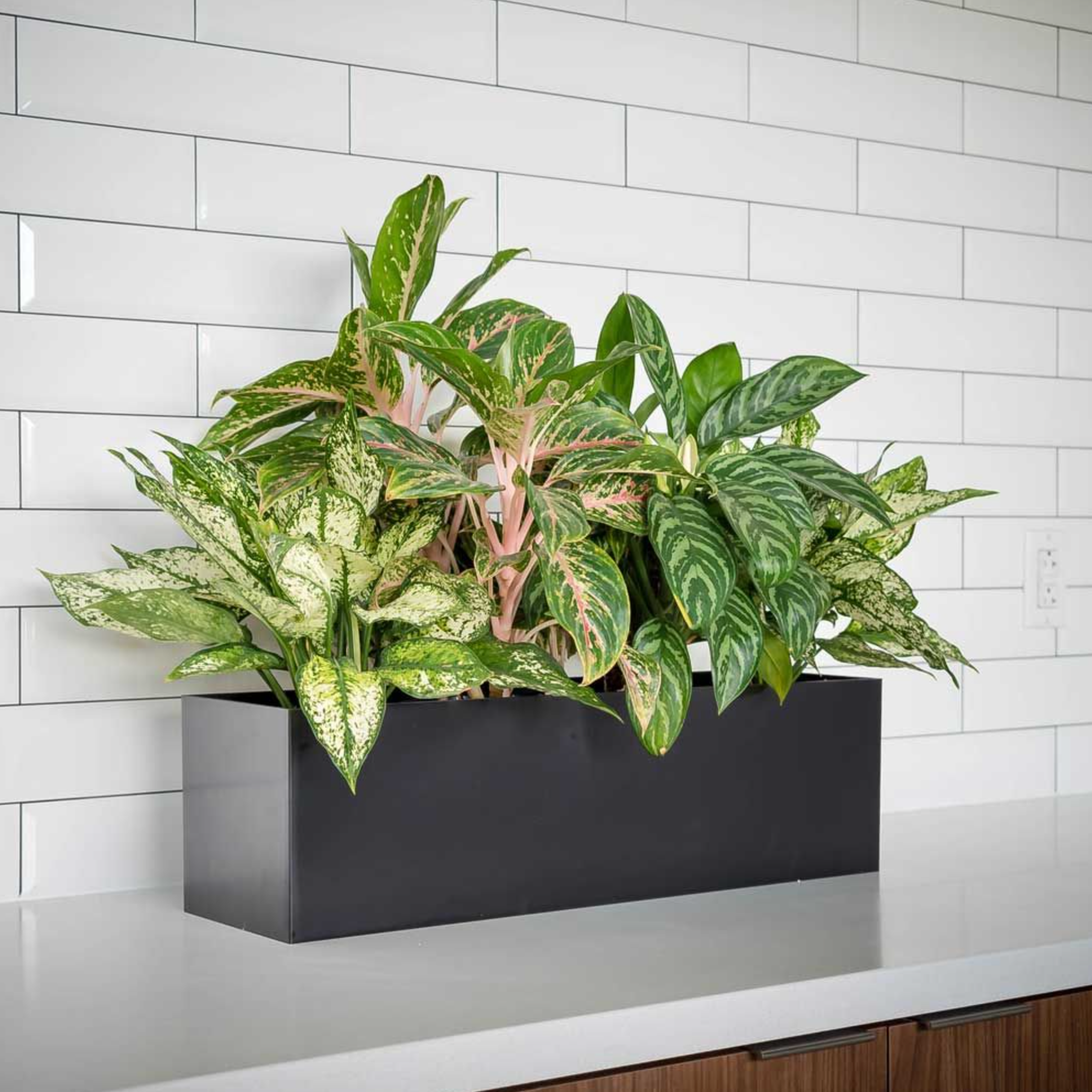 エクセル 　Aglaonema Khum Koonなど KP-004Aglaonema-b.png?v=1686189601