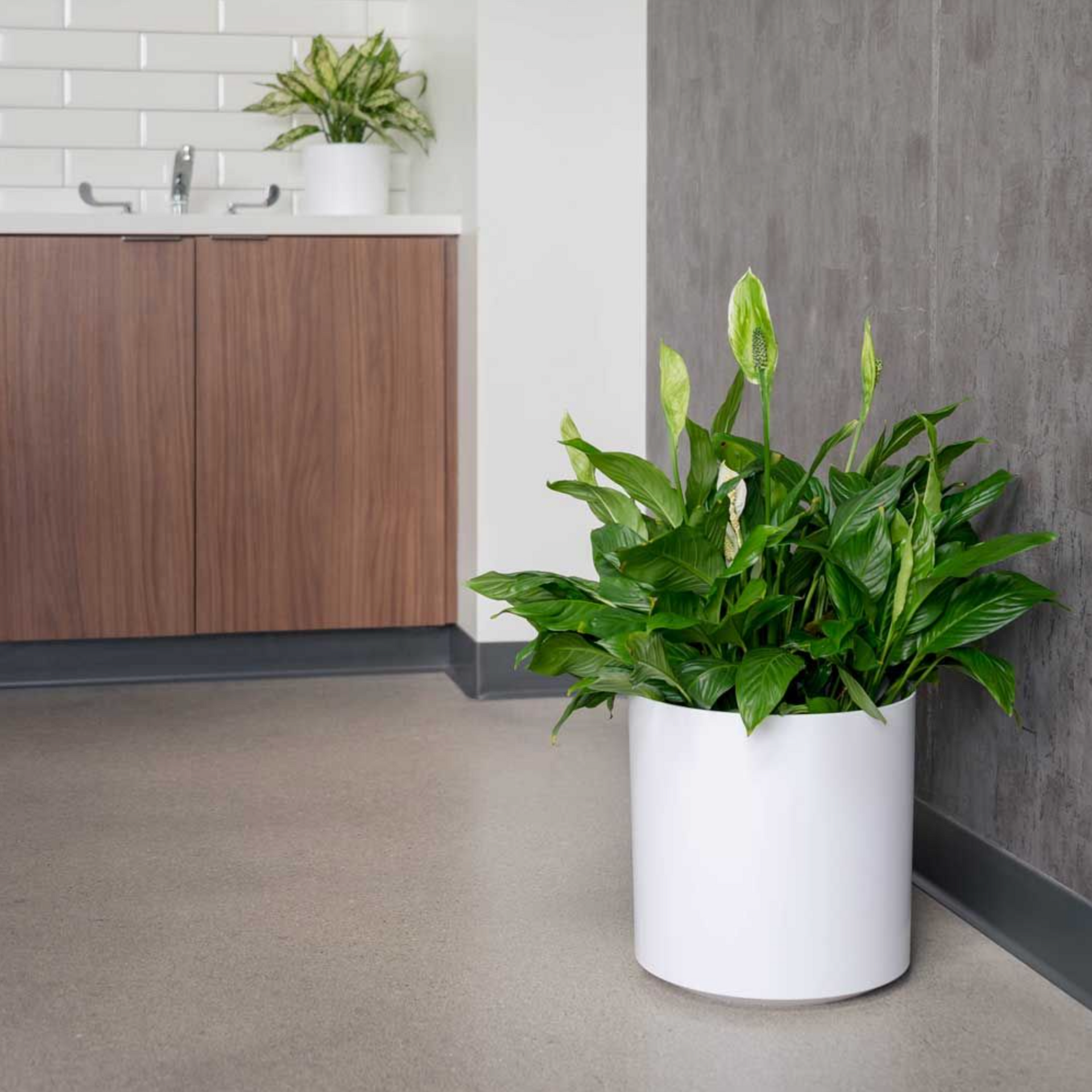 KP-005 Peace Lily | Delivery to Los Angeles Vicinity Only