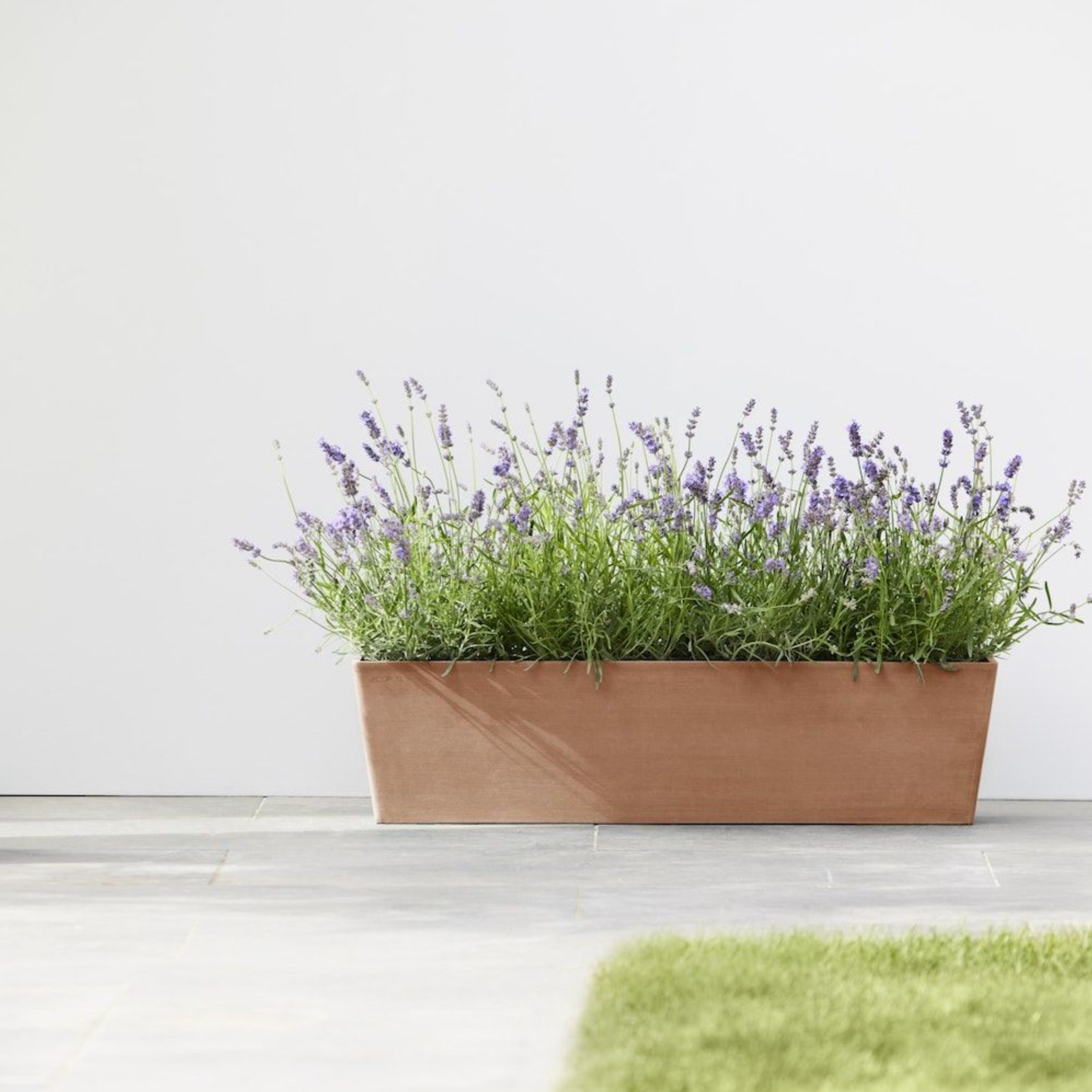 deliver lavender plant KP-006 Lavender
