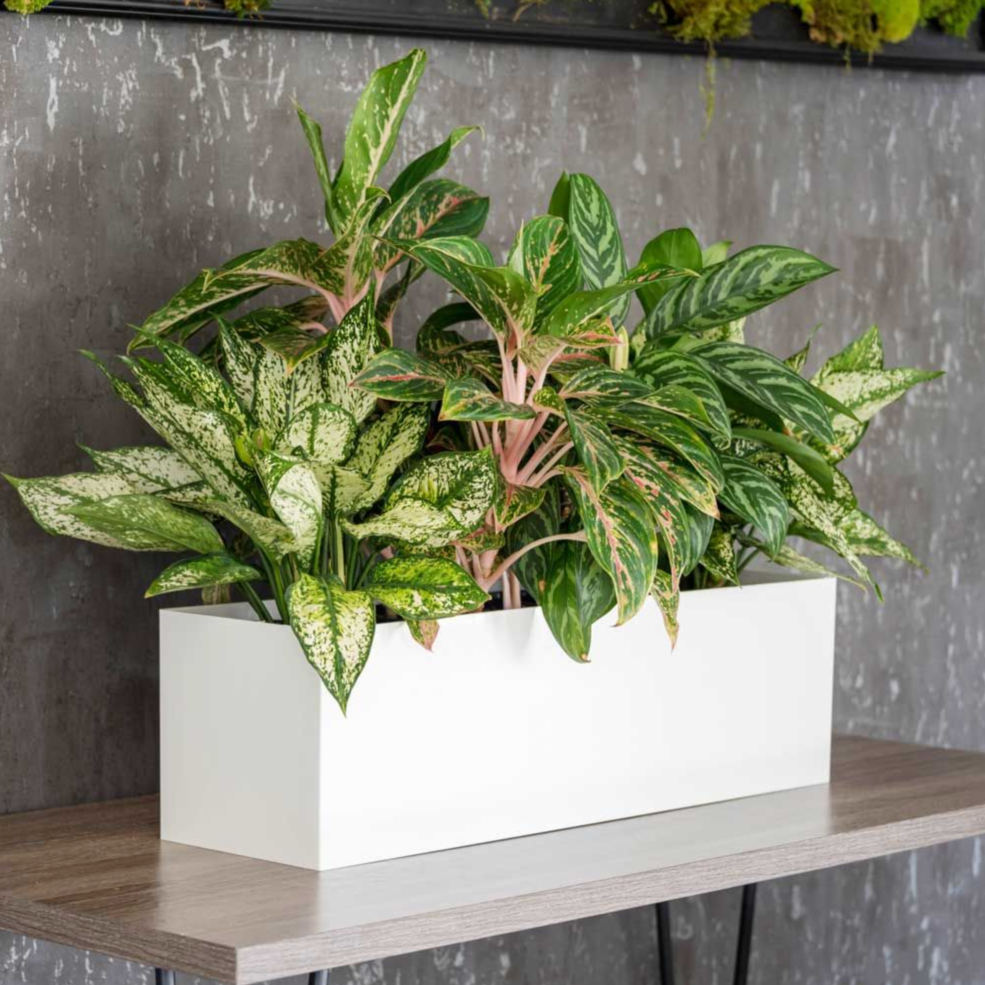 aglaonema plant potting mix KP-014 Mix Aglaonema