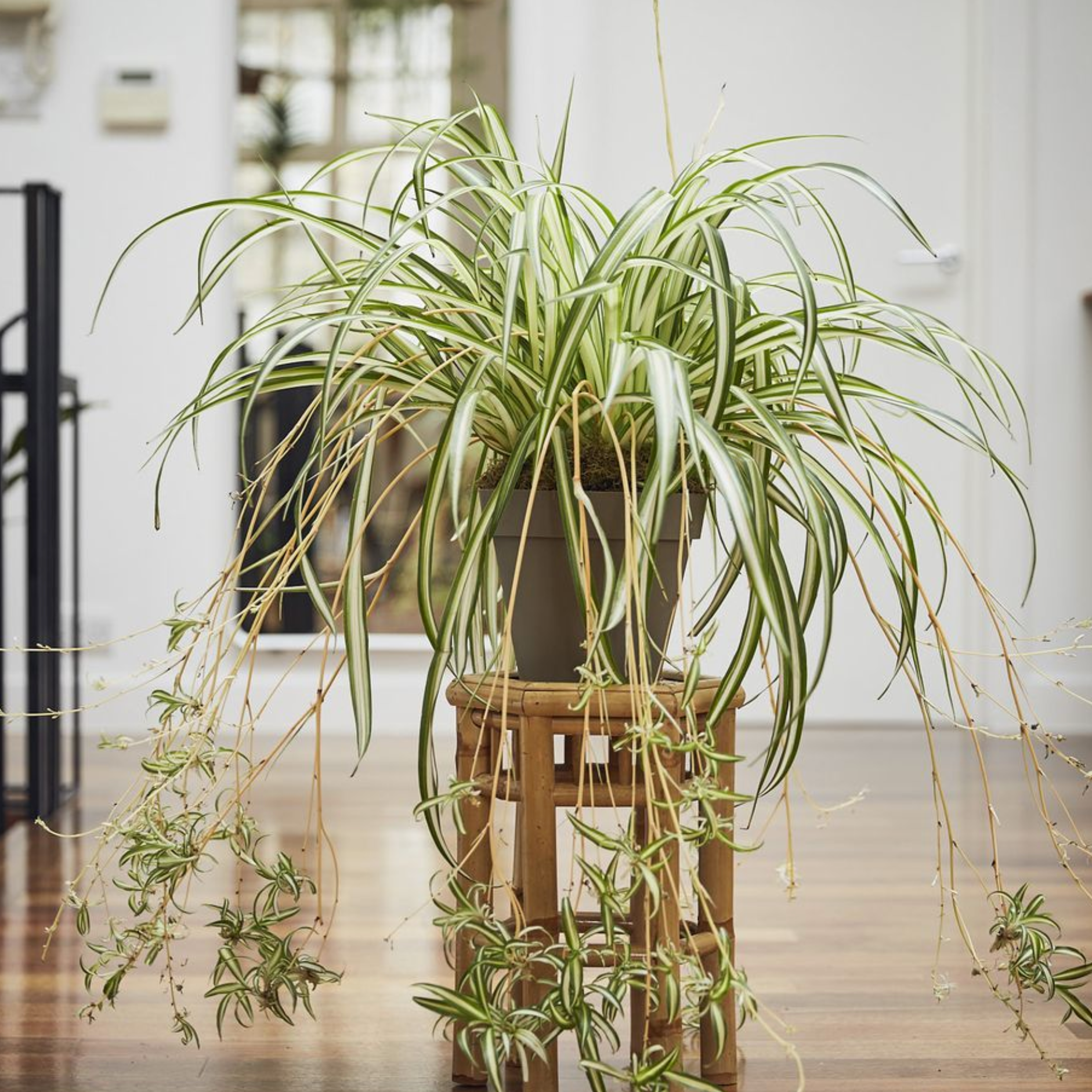 los angeles house plant delivery KP-019 Spider Plant