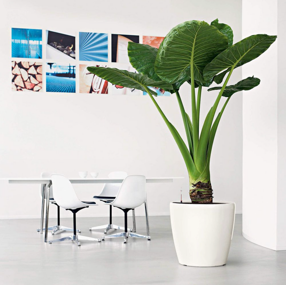 KP-023 Philodendron Plant | Delivery to Los Angeles Vicinity Only