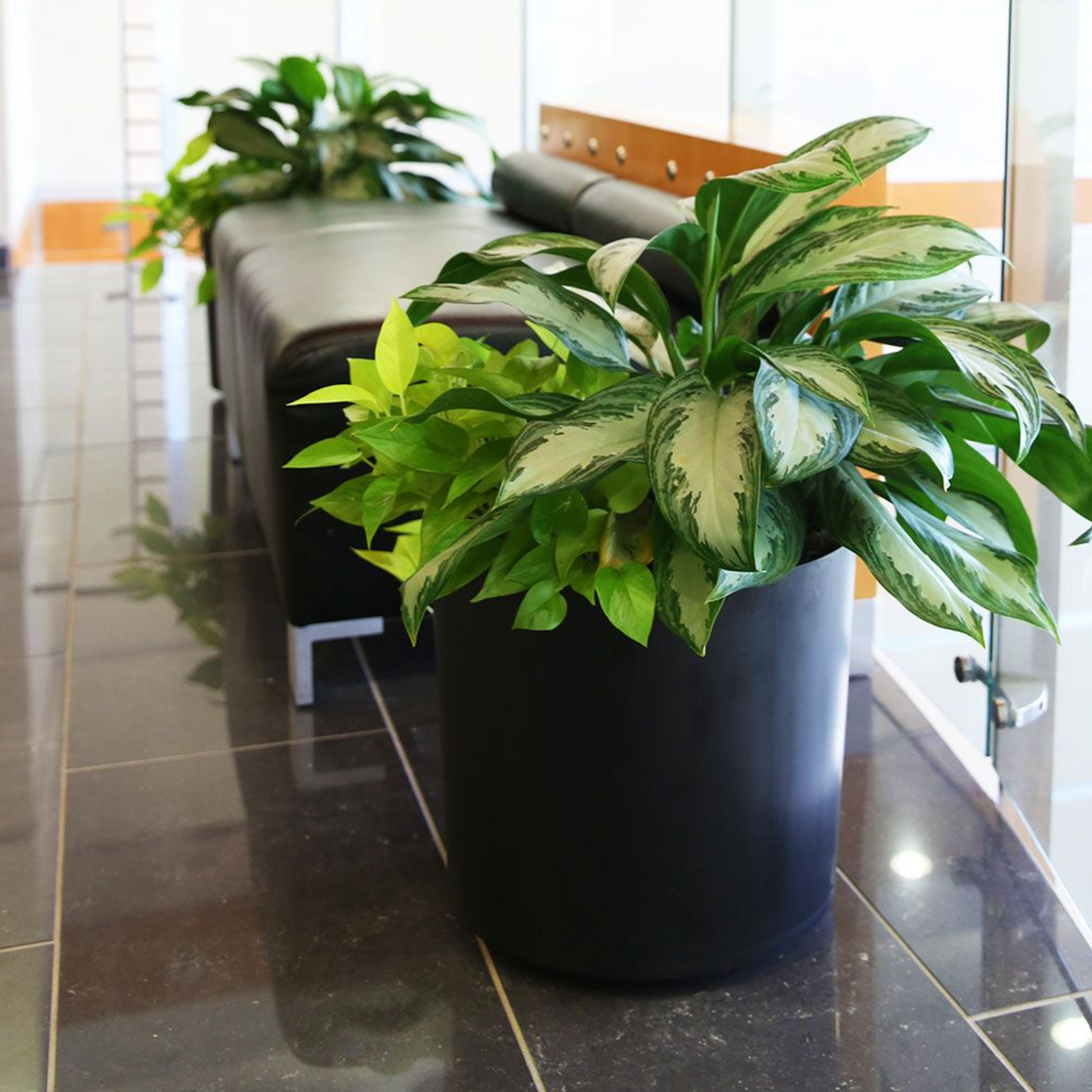 Aglaonema pictum tricolor | Happy Plant Nursery