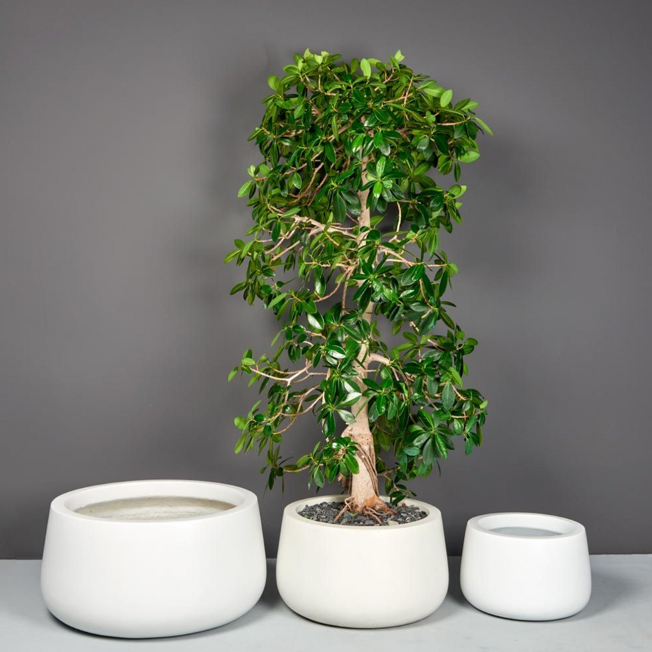 KP-032 Ficus Bonsai | Delivery to Los Angeles Vicinity Only