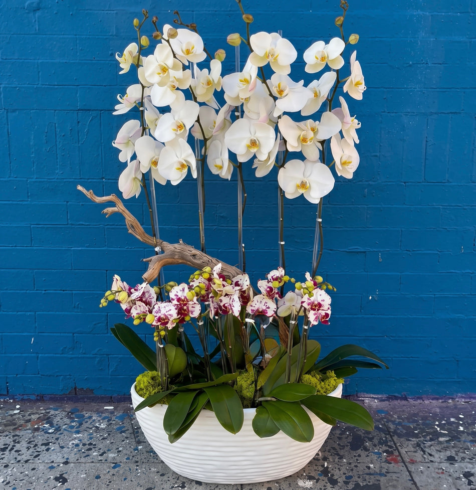 KO-005 | Orchids | Hand-Delivery to Los Angeles Vicinity Only