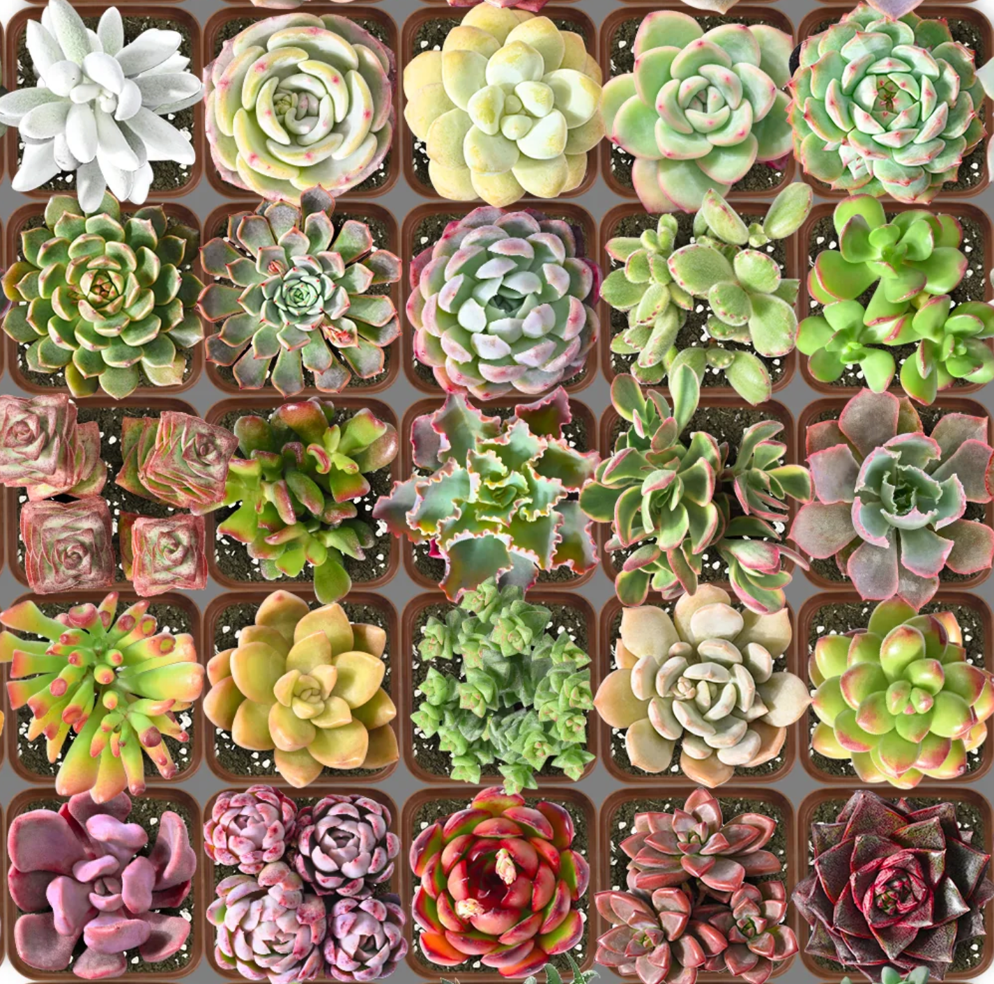 la succulents KS-039 Succulent