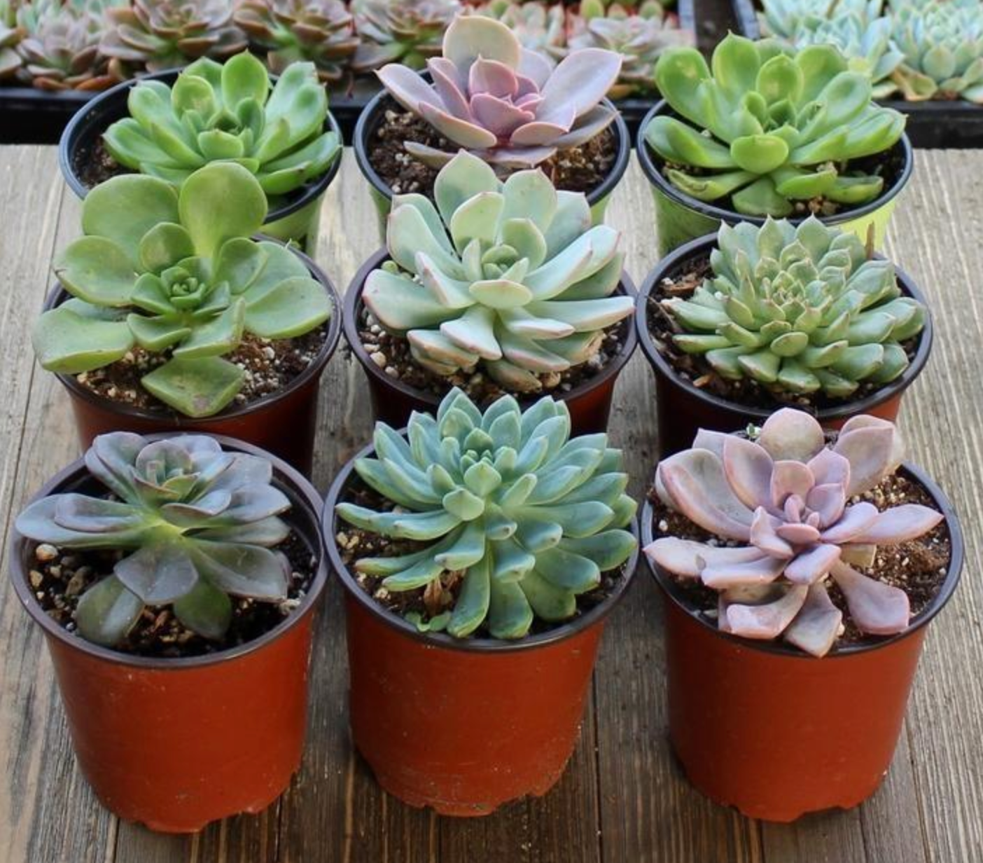kohls succulents KS-039 Succulent