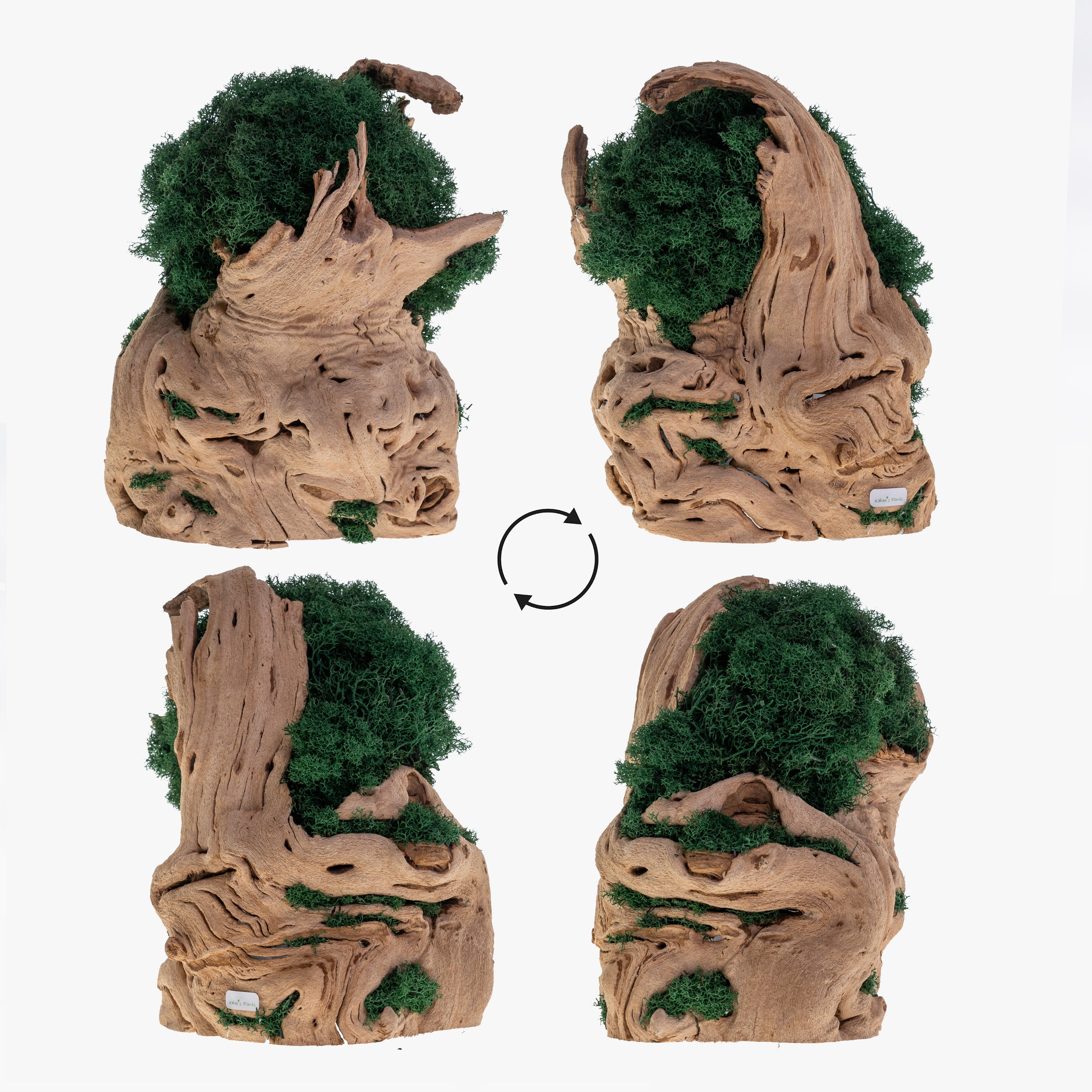 MP-004 | Moss Plant | Dark Green Indoor Plants – Kahee's Plants