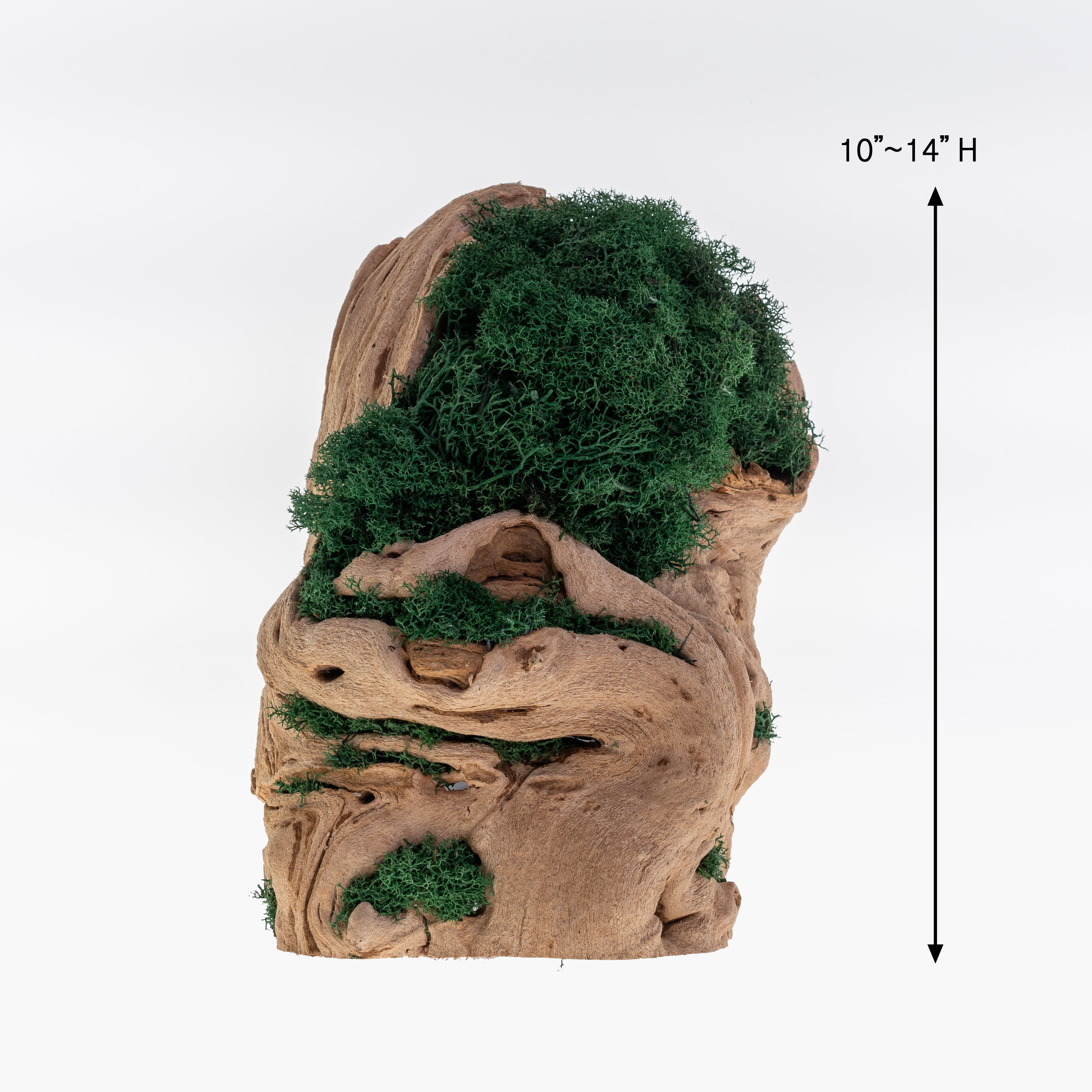 MP-004 | Moss Plant | Dark Green Indoor Plants – Kahee's Plants