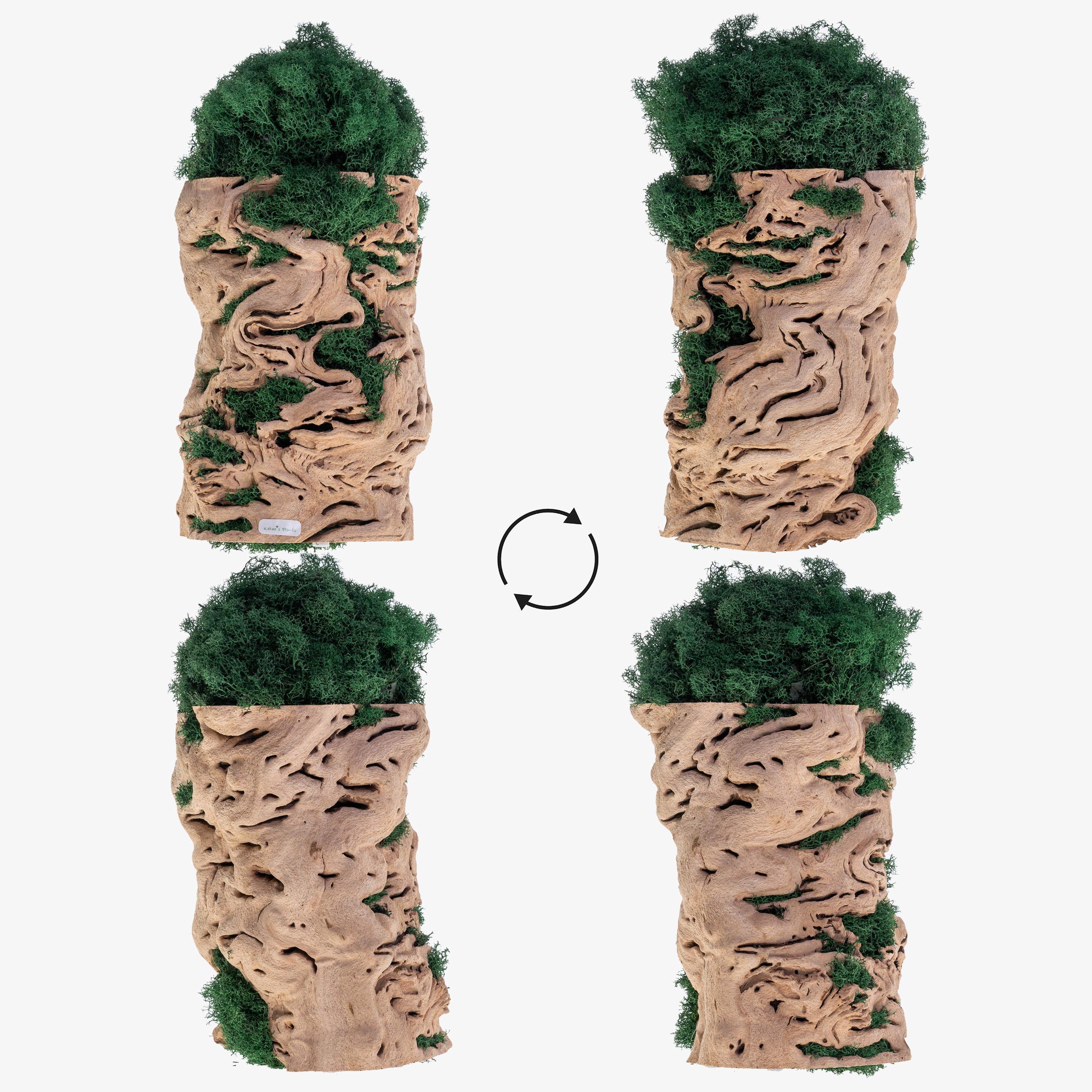 MP-004 | Moss Plant | Dark Green Indoor Plants – Kahee's Plants