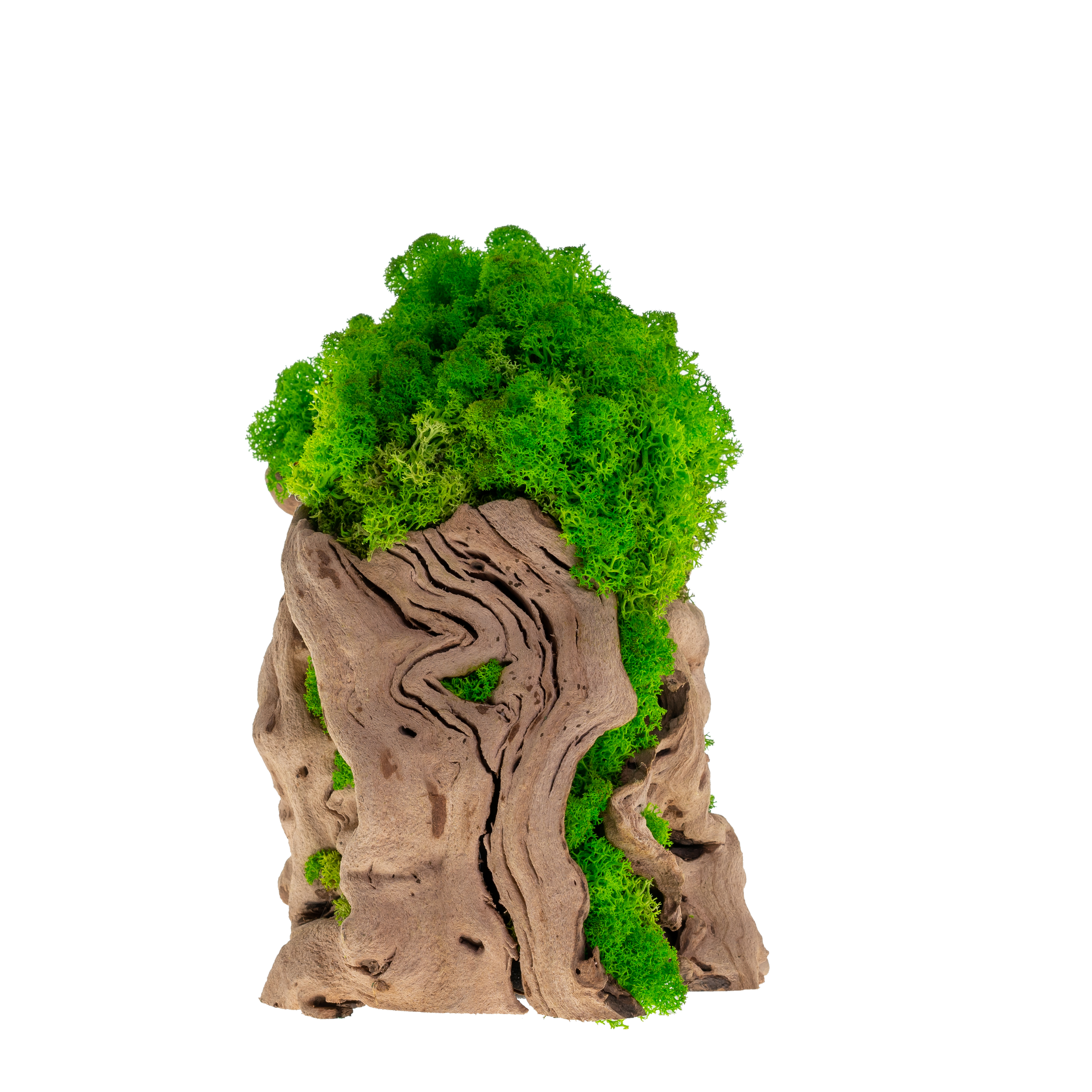 MOSS inspire 154cm 新品バイン MP-003 | Moss Plant | Green Indoor Plants – Kahee's Plants