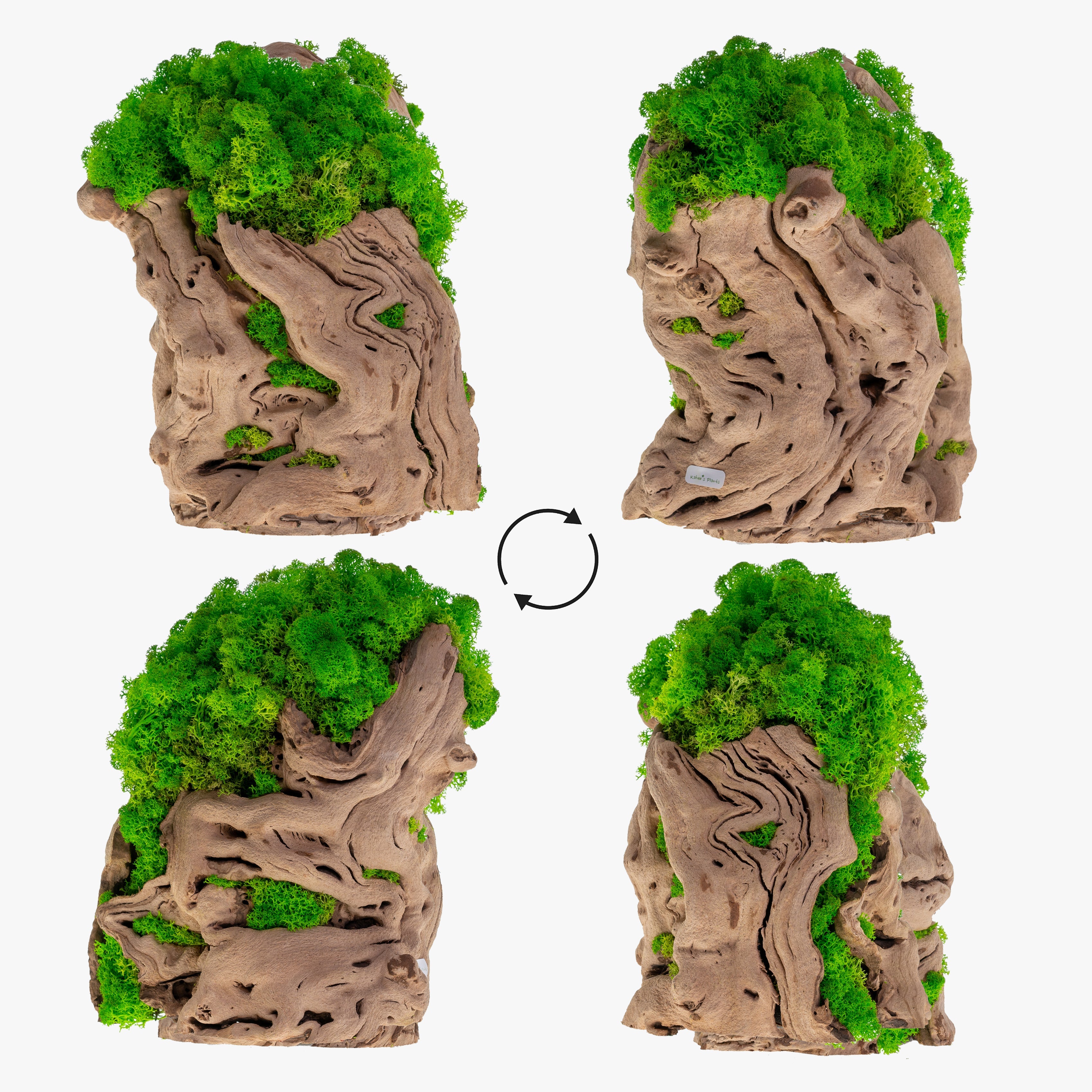 MP-003 | Moss Plant | Green Indoor Plants – Kahee's Plants