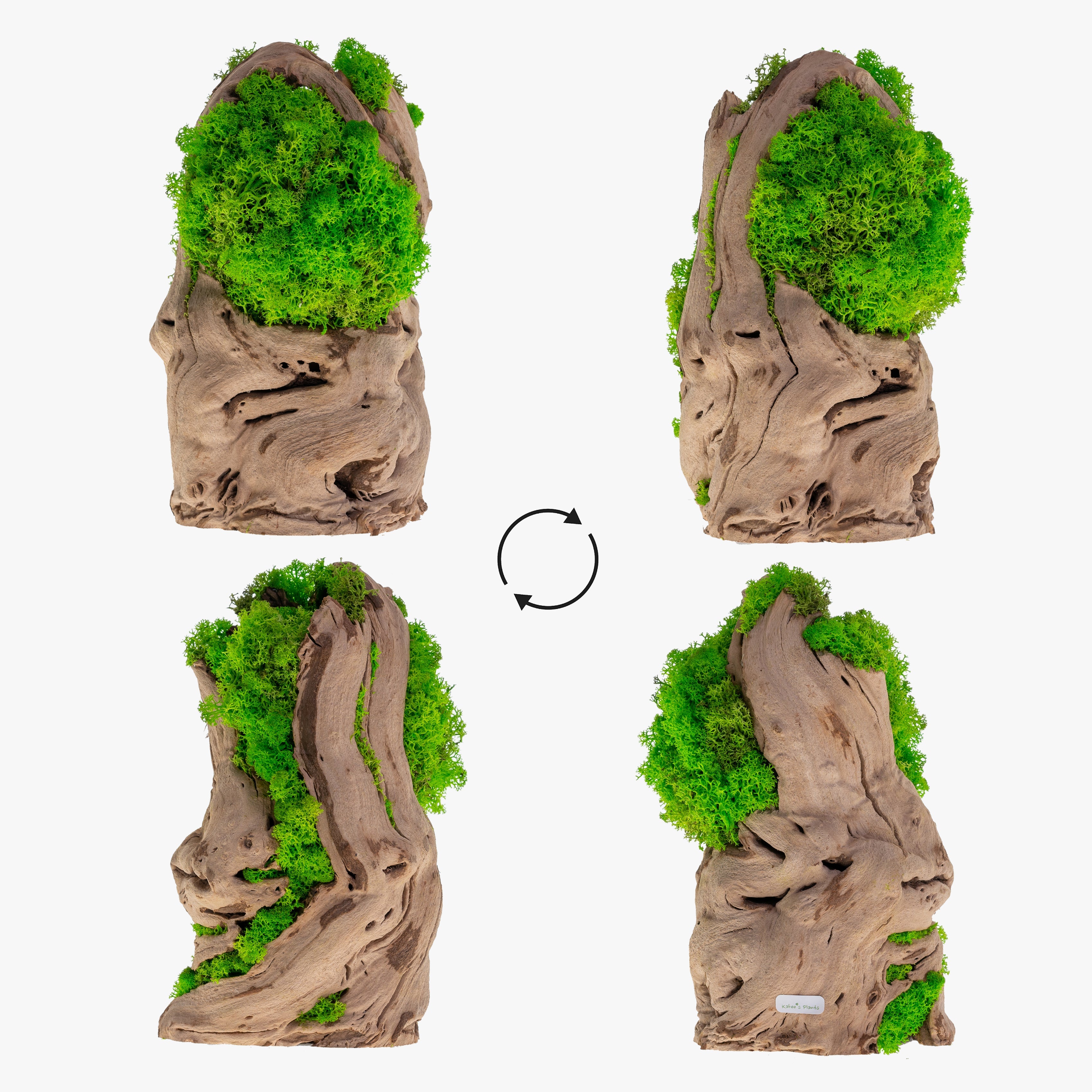 MP-003 | Moss Plant | Green Indoor Plants – Kahee's Plants