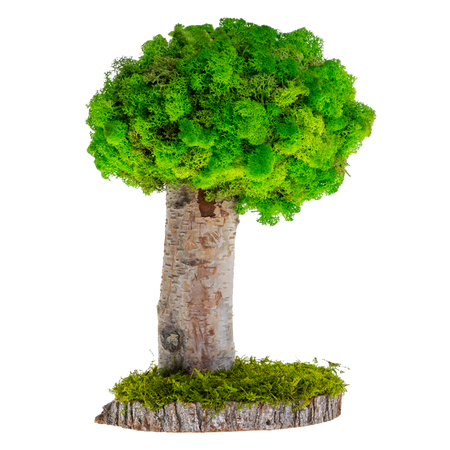 preserved indoor plants MP-008 | Natural Preserved Moss Tree