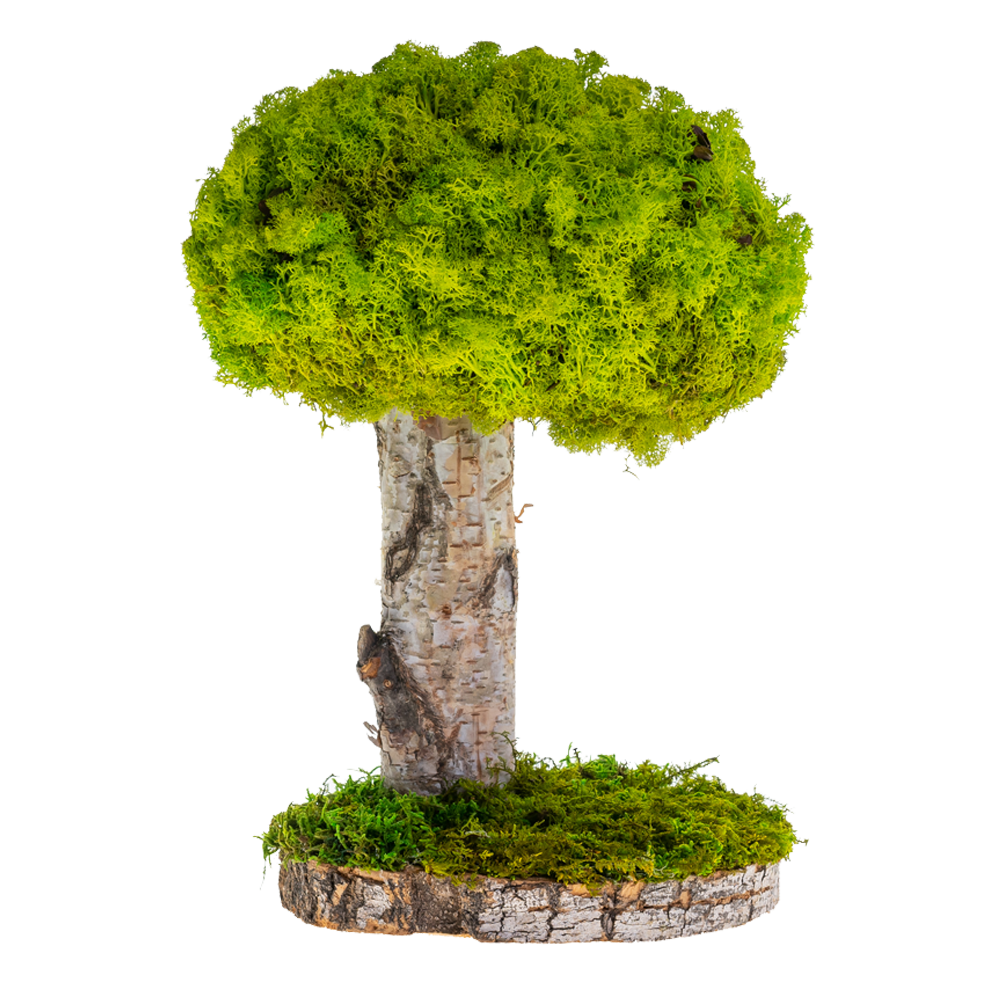 preserved indoor plants MP-008 | Natural Preserved Moss Tree
