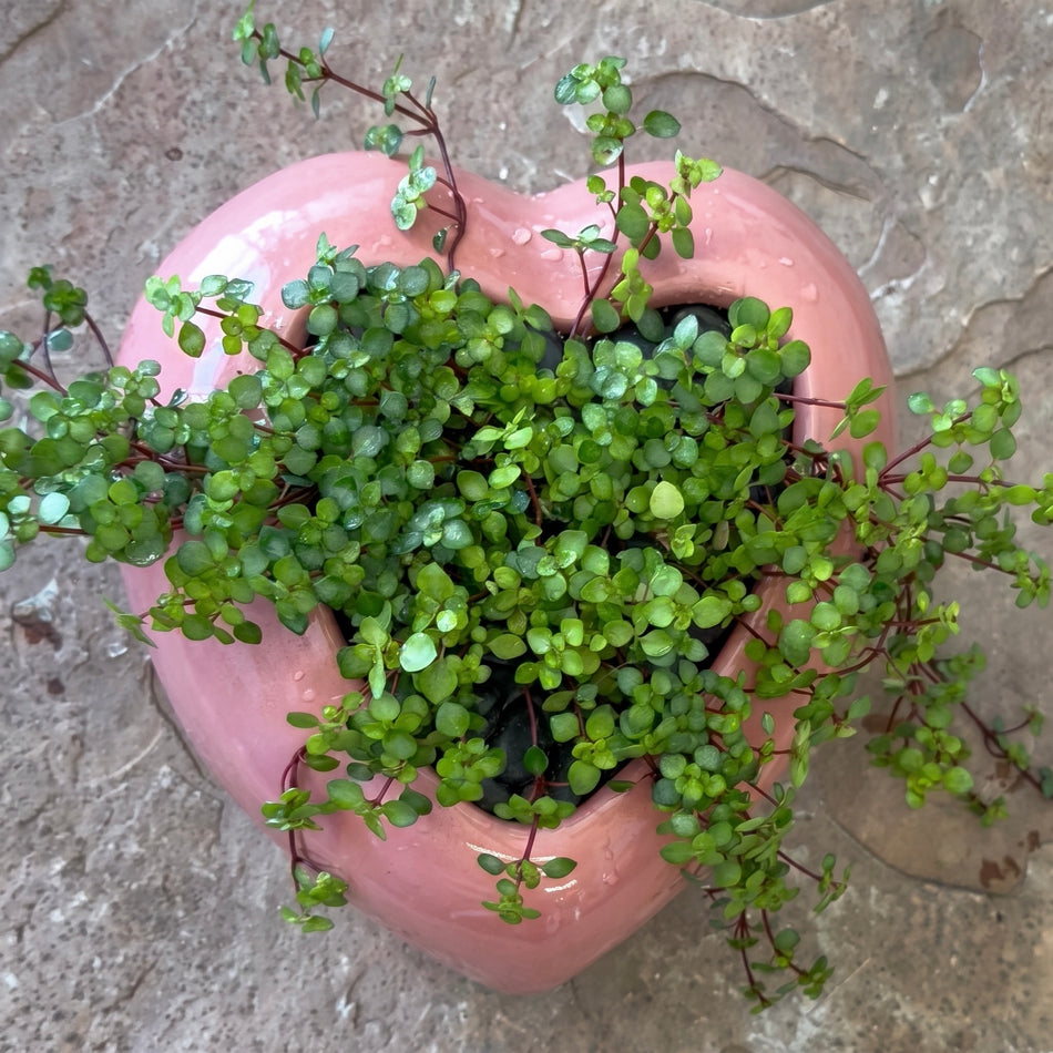 KP-044 Tears Plant | Delivery to Los Angeles Vicinity Only