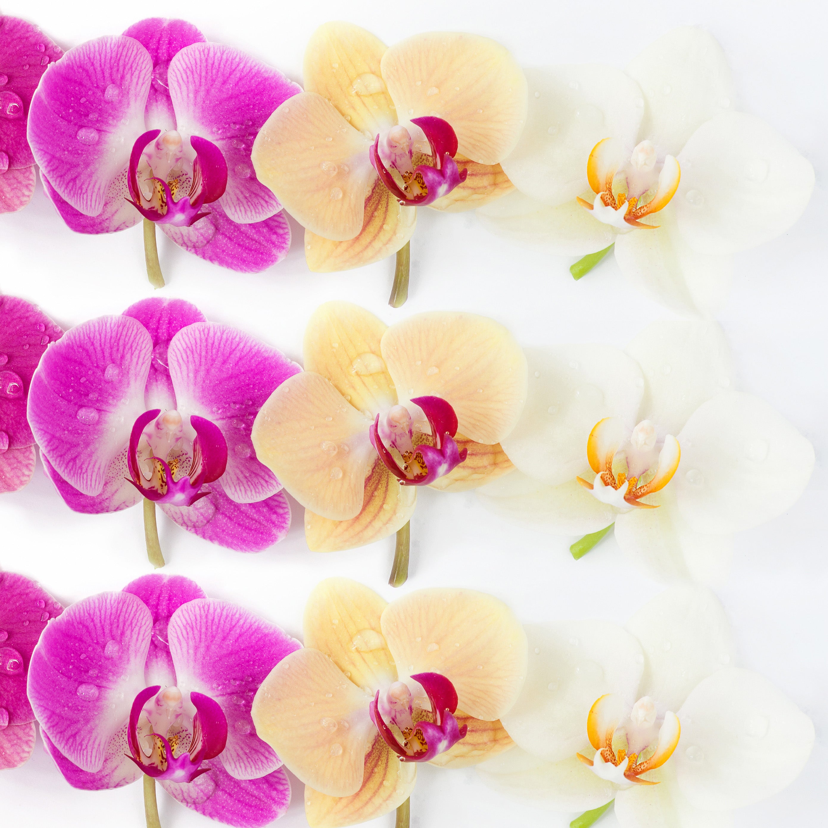 KO-002 | Large Phalaenopsis Orchids | Hand-Delivery to Los