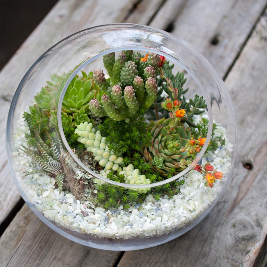 succulent plants for delivery KS-001 Succulent