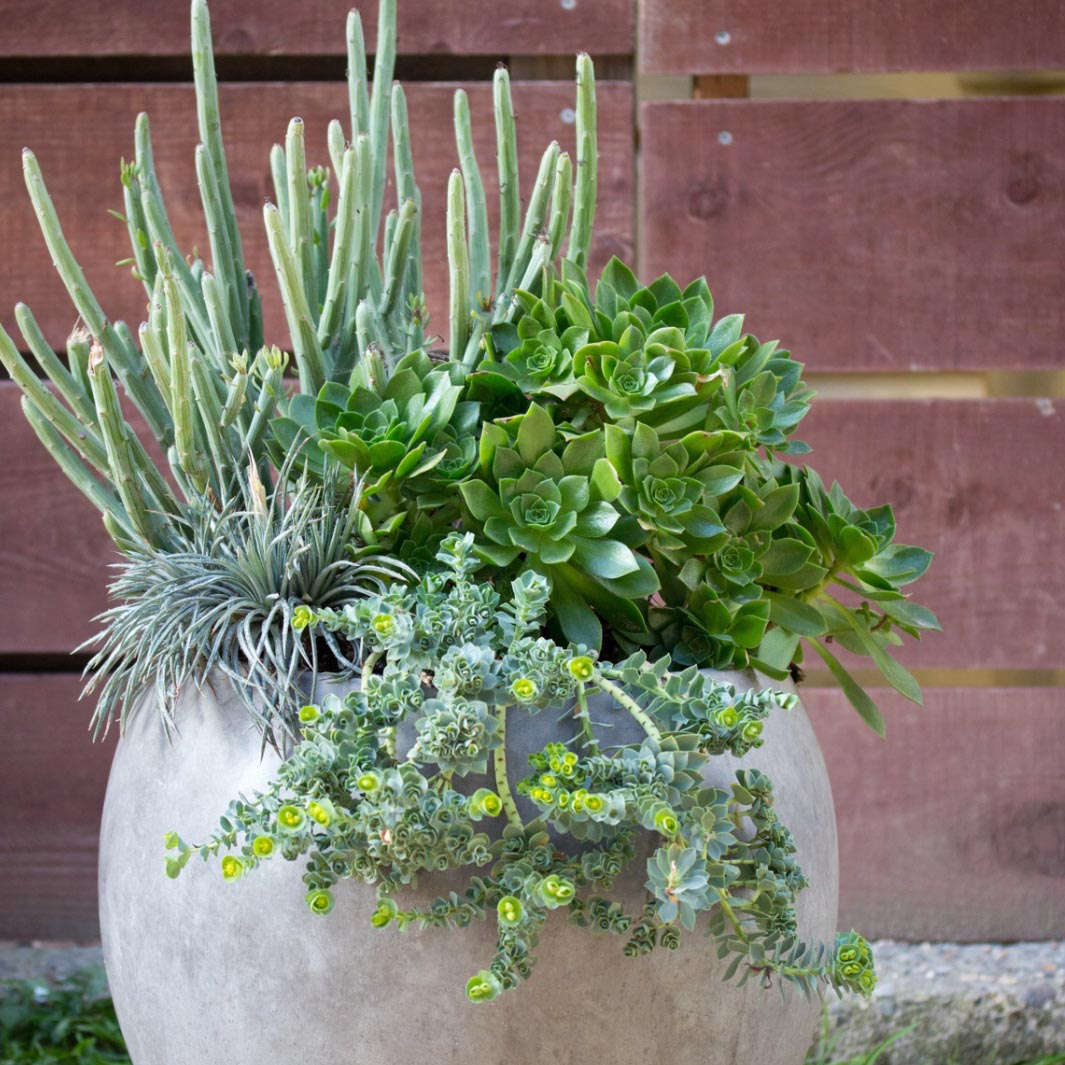 big succulent arrangements KS-019 Large Succulent Arrangement