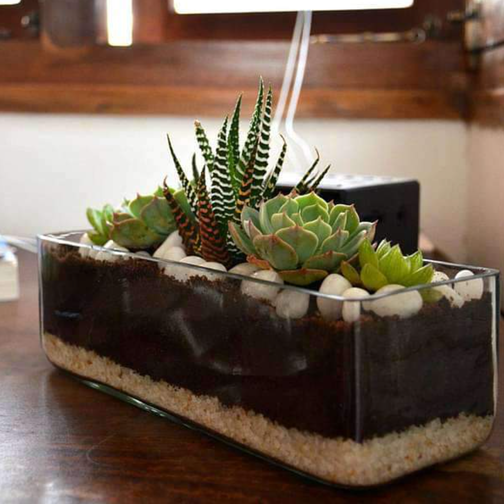 KS-026 Succulent | Delivery to Los Angeles Vicinity Only KS-026 Succulent | Delivery to Los Angeles Vicinity Only