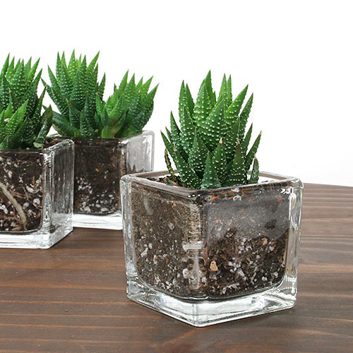 kohls succulents KS-039 Succulent