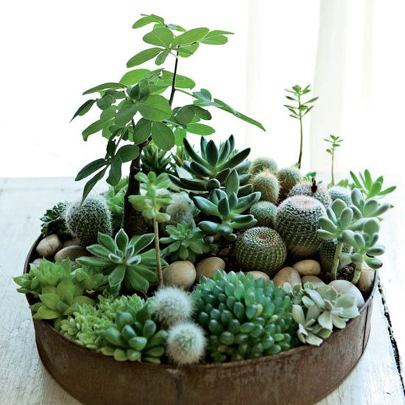succulent plants los angeles KS-027 Succulent
