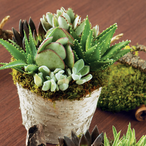 succulent plants los angeles KS-027 Succulent