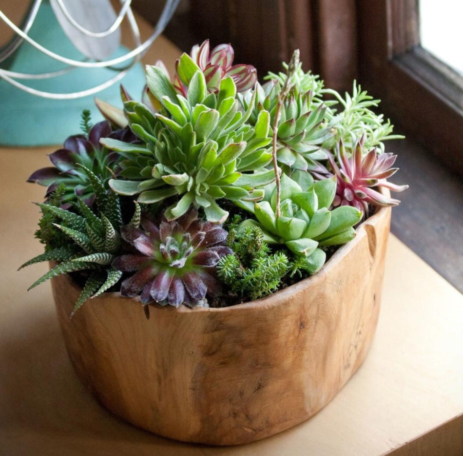 k succulent KS-016 Succulent